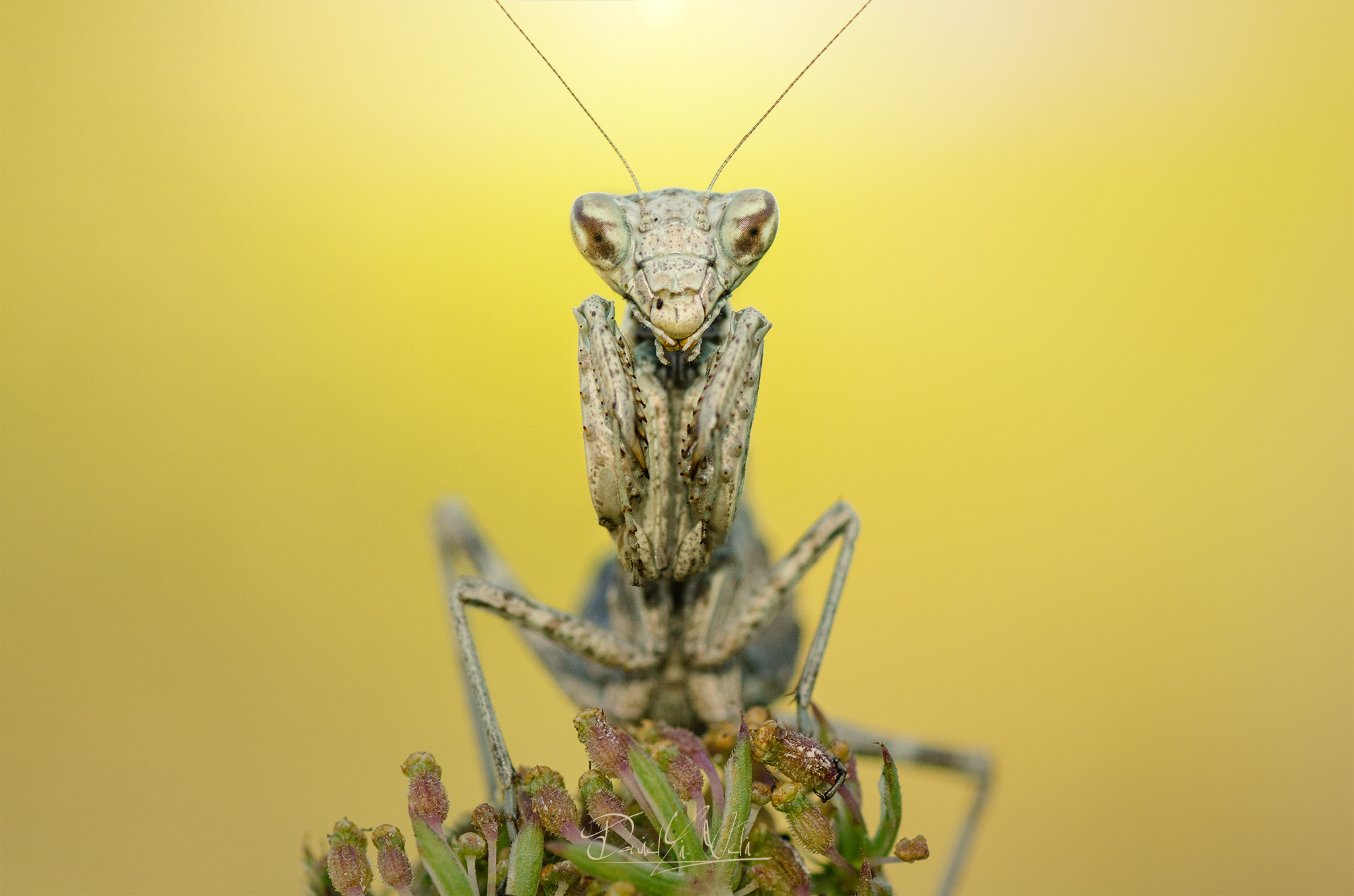 Amales spallanzanii & female;
