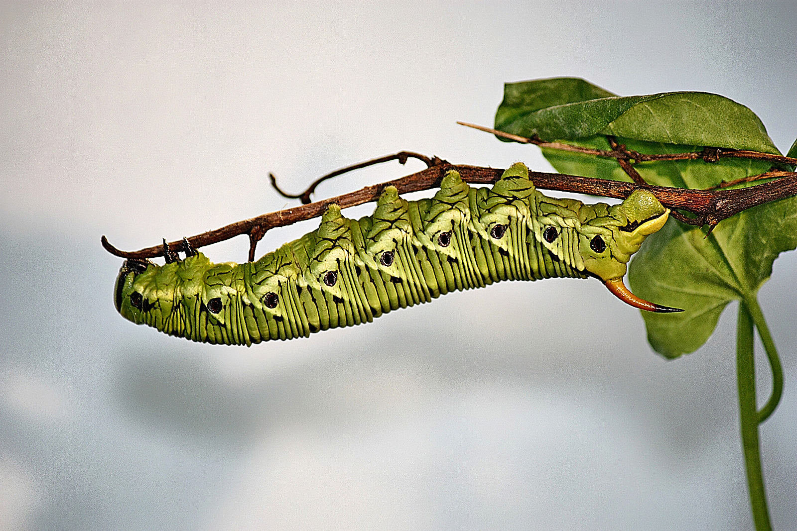 Bruco la sfinge del ligustro