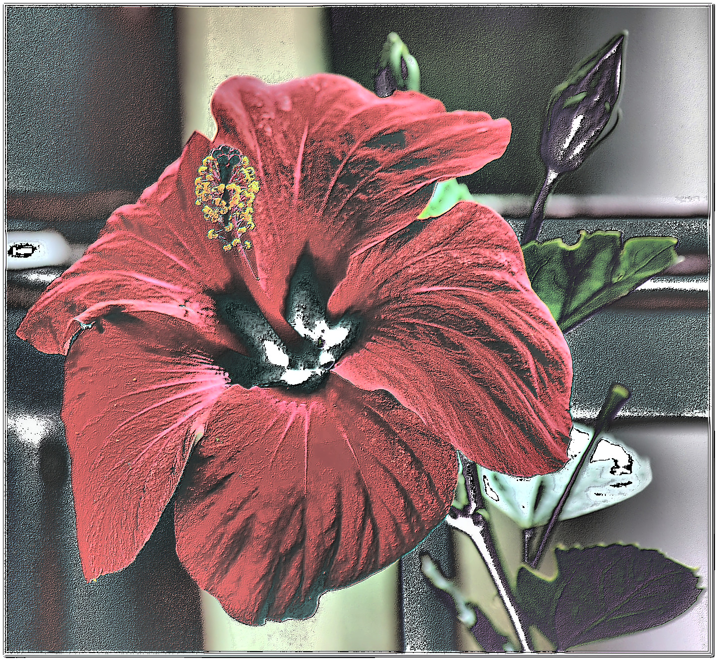 Last MoonSatinFlower