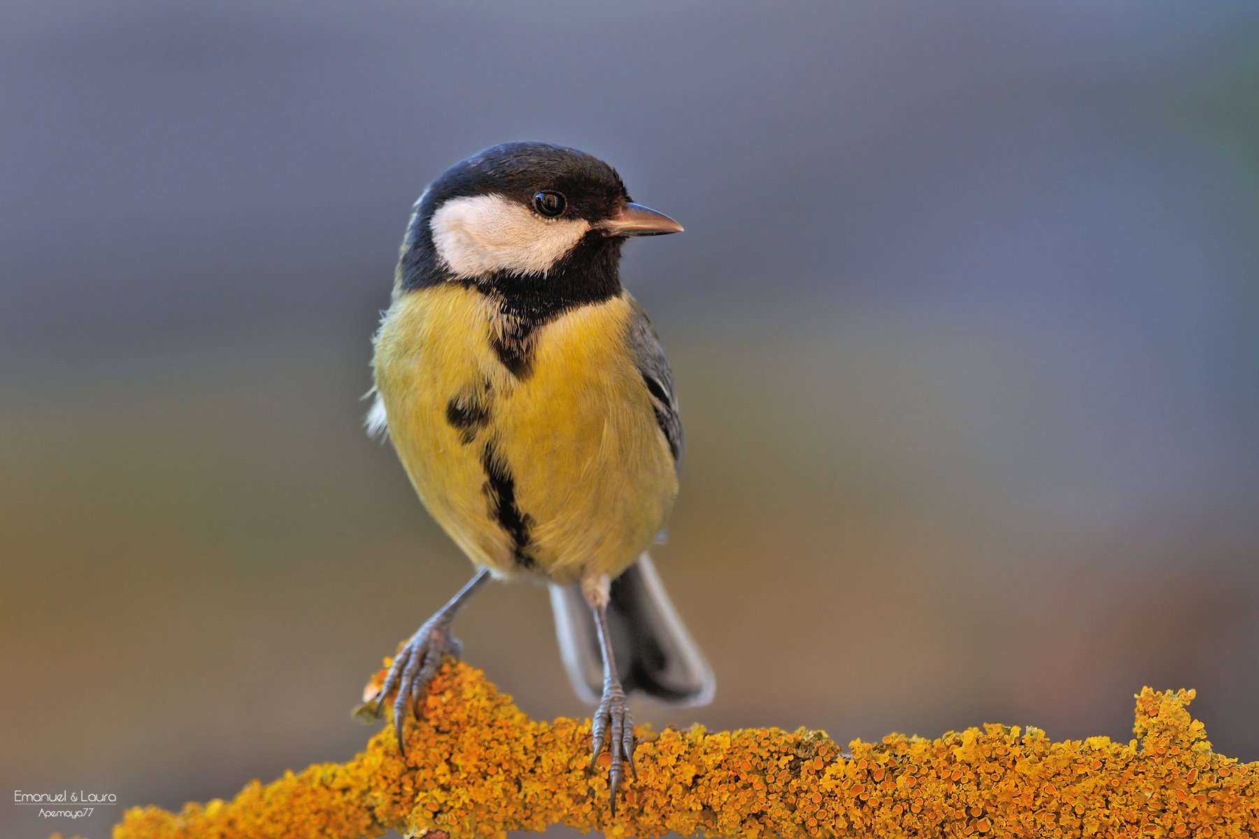 Great Tit
