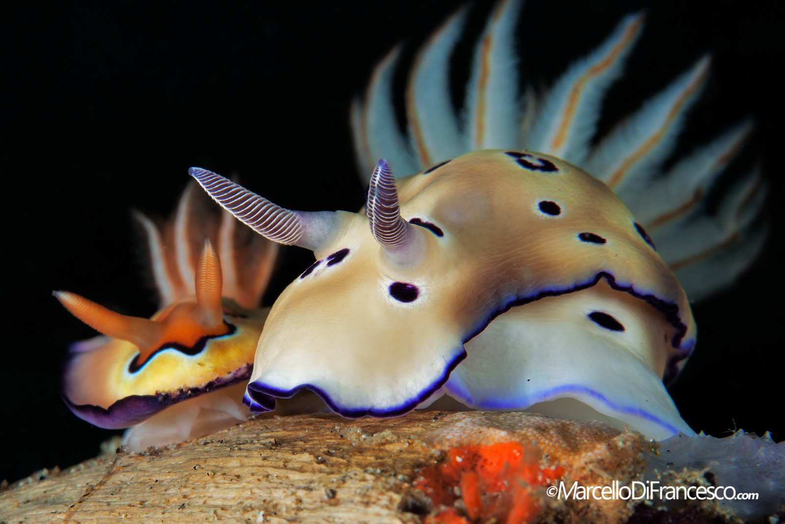 Nudi lovers