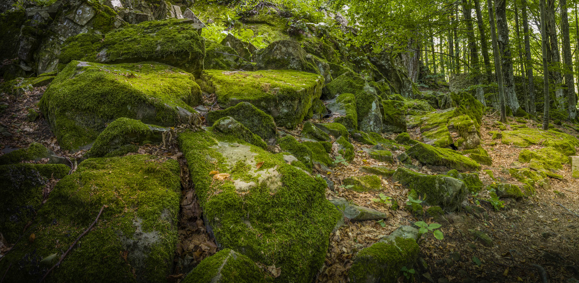 In the middle of the forest