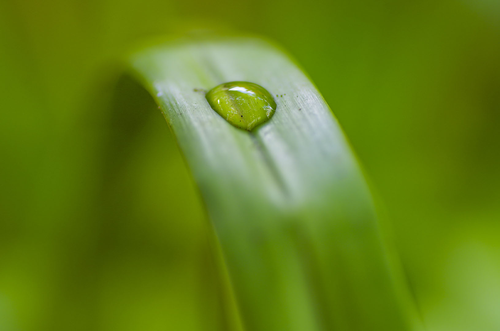 Drop of life