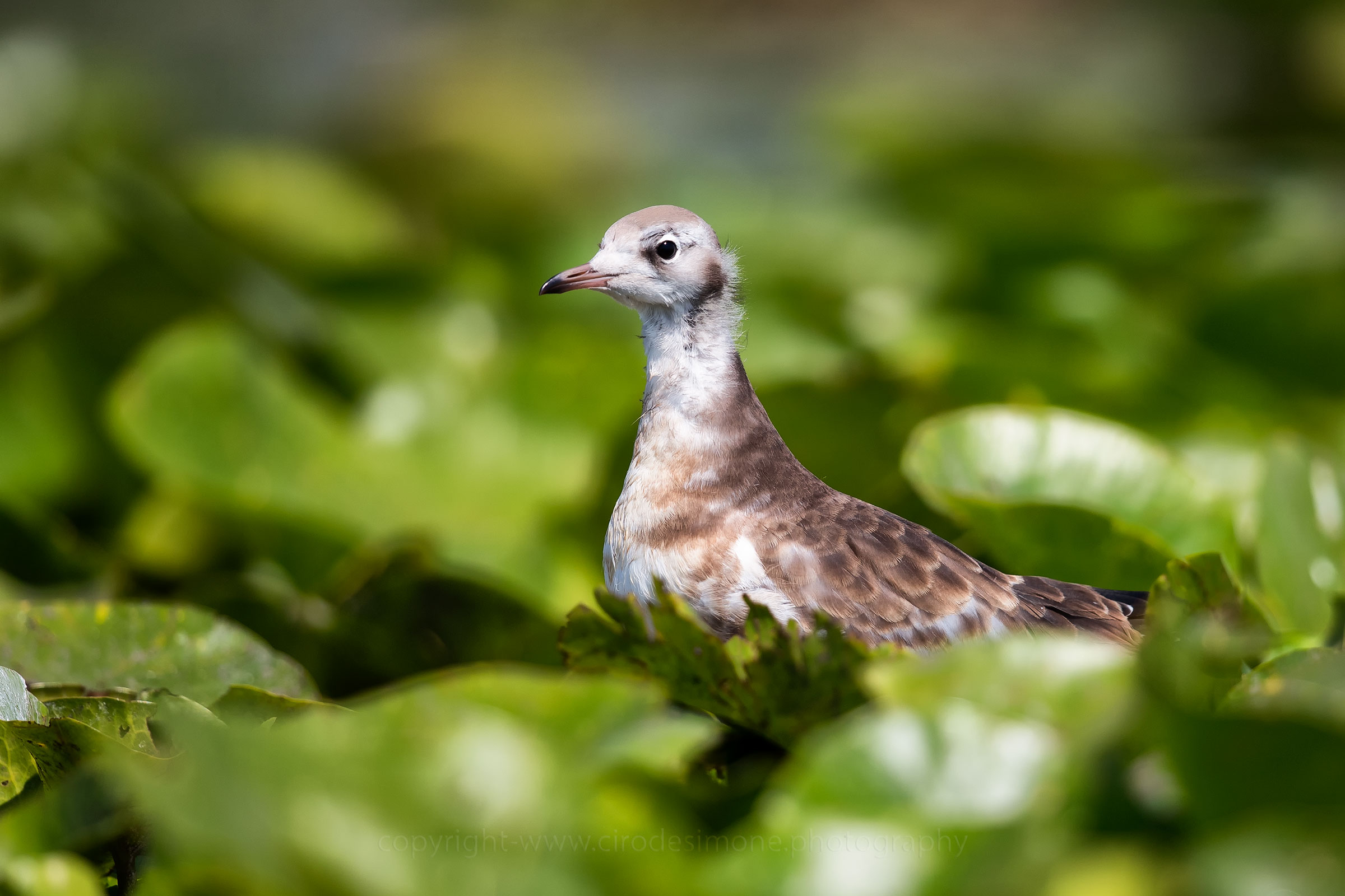 Pullo di gabbiano comune tra le ninfee
