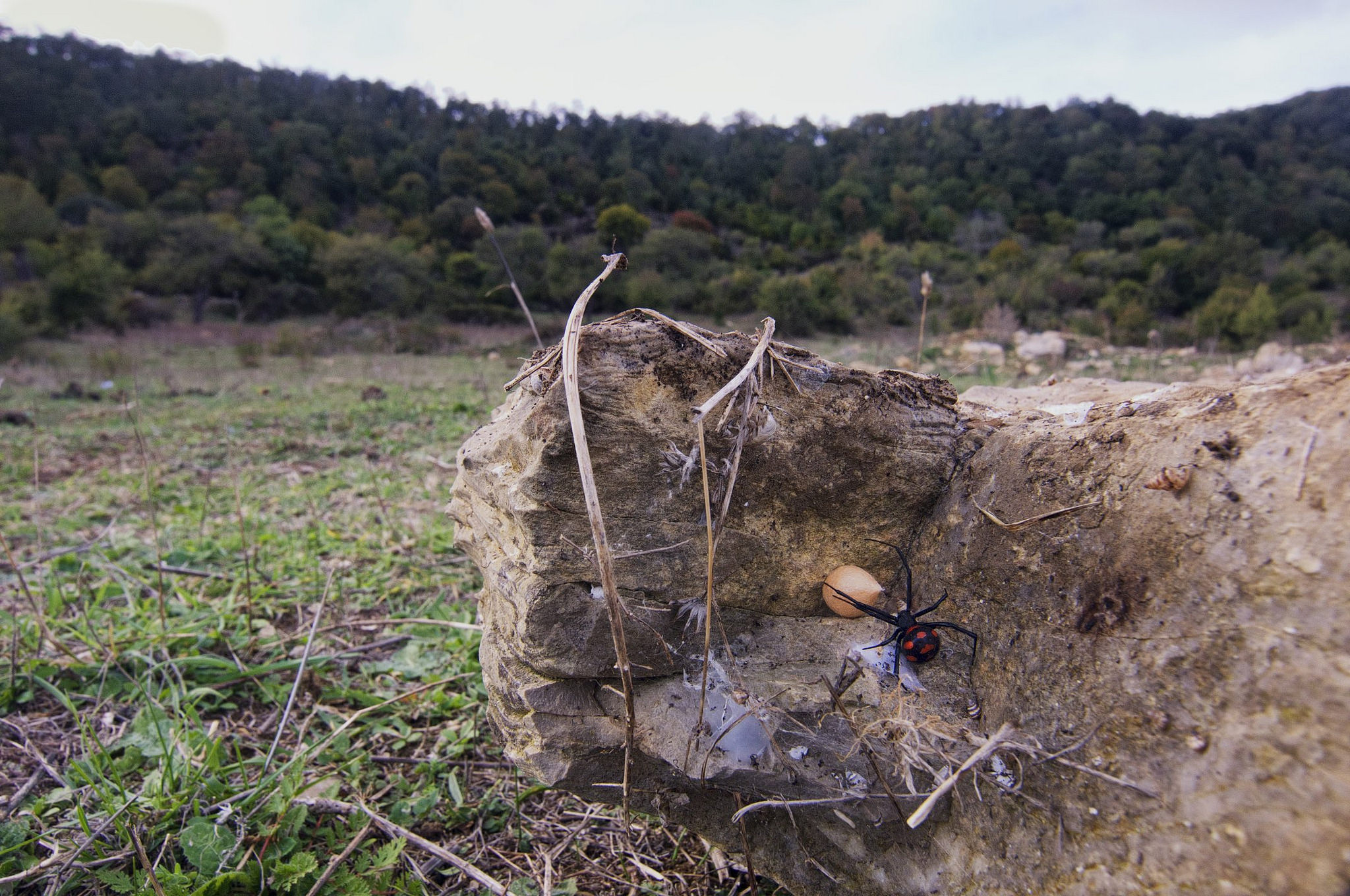 malmignatta ambientata
