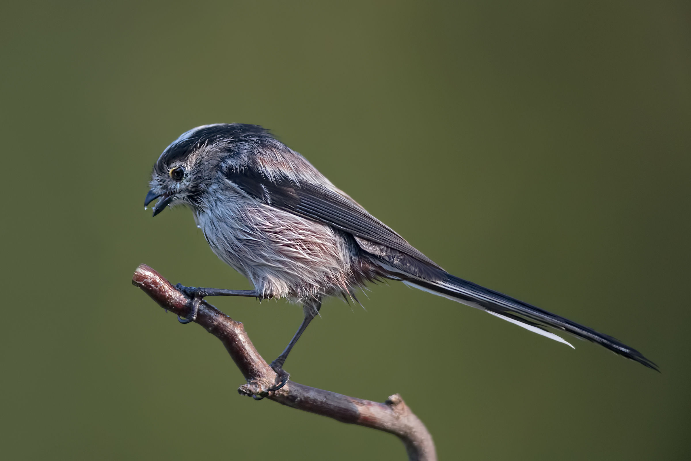 Long-tailed Tit