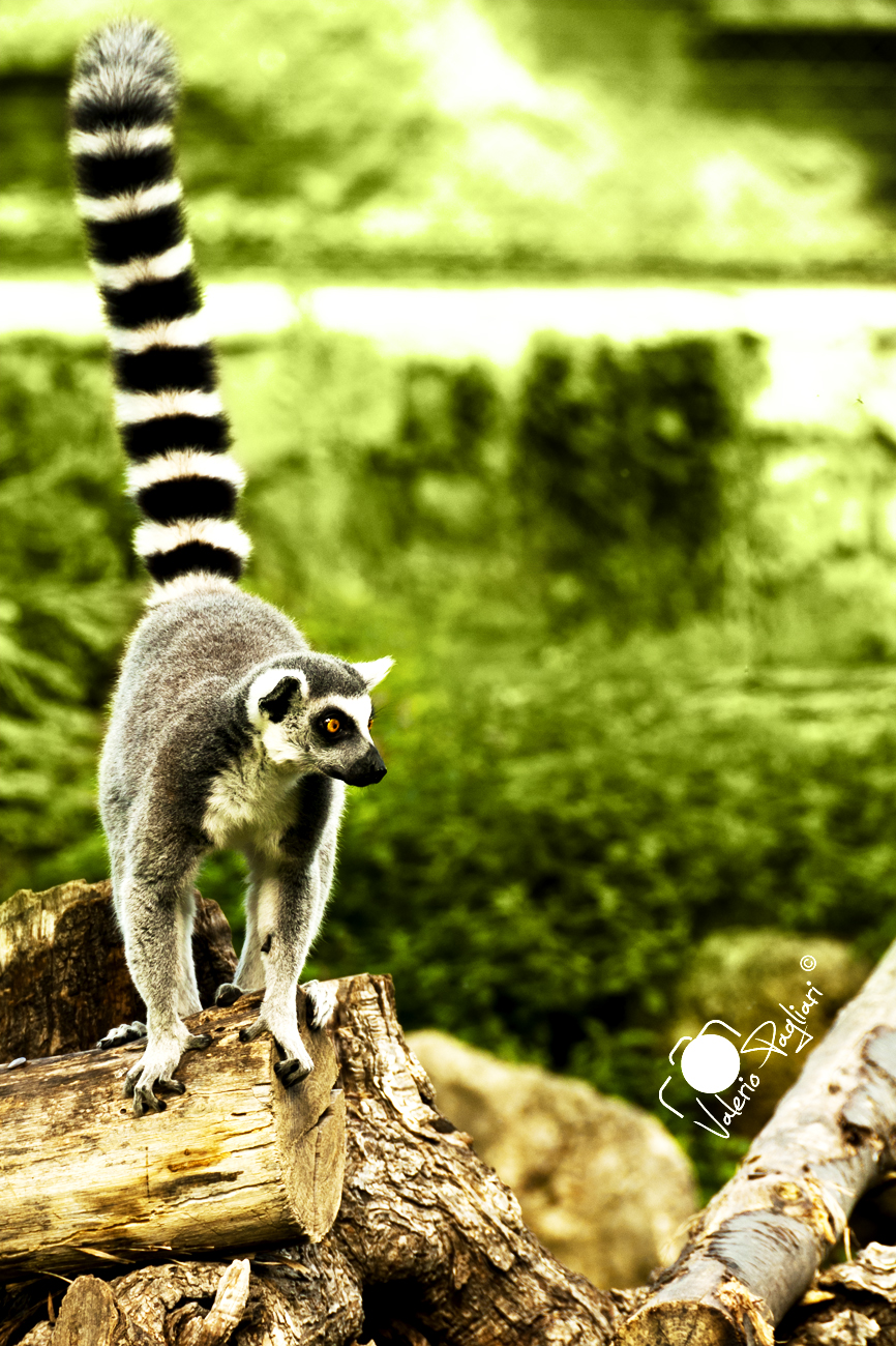 Lemur