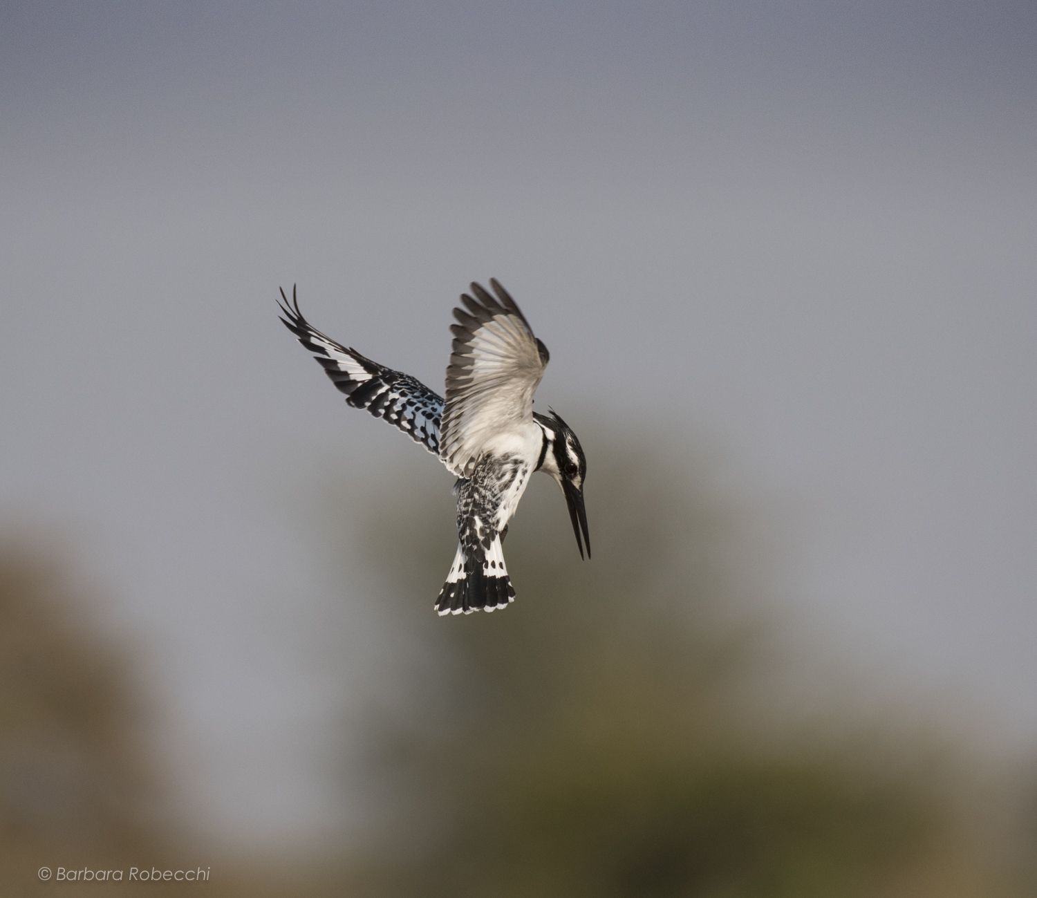 Pied Kingfisher... pronto per il tuffo!
