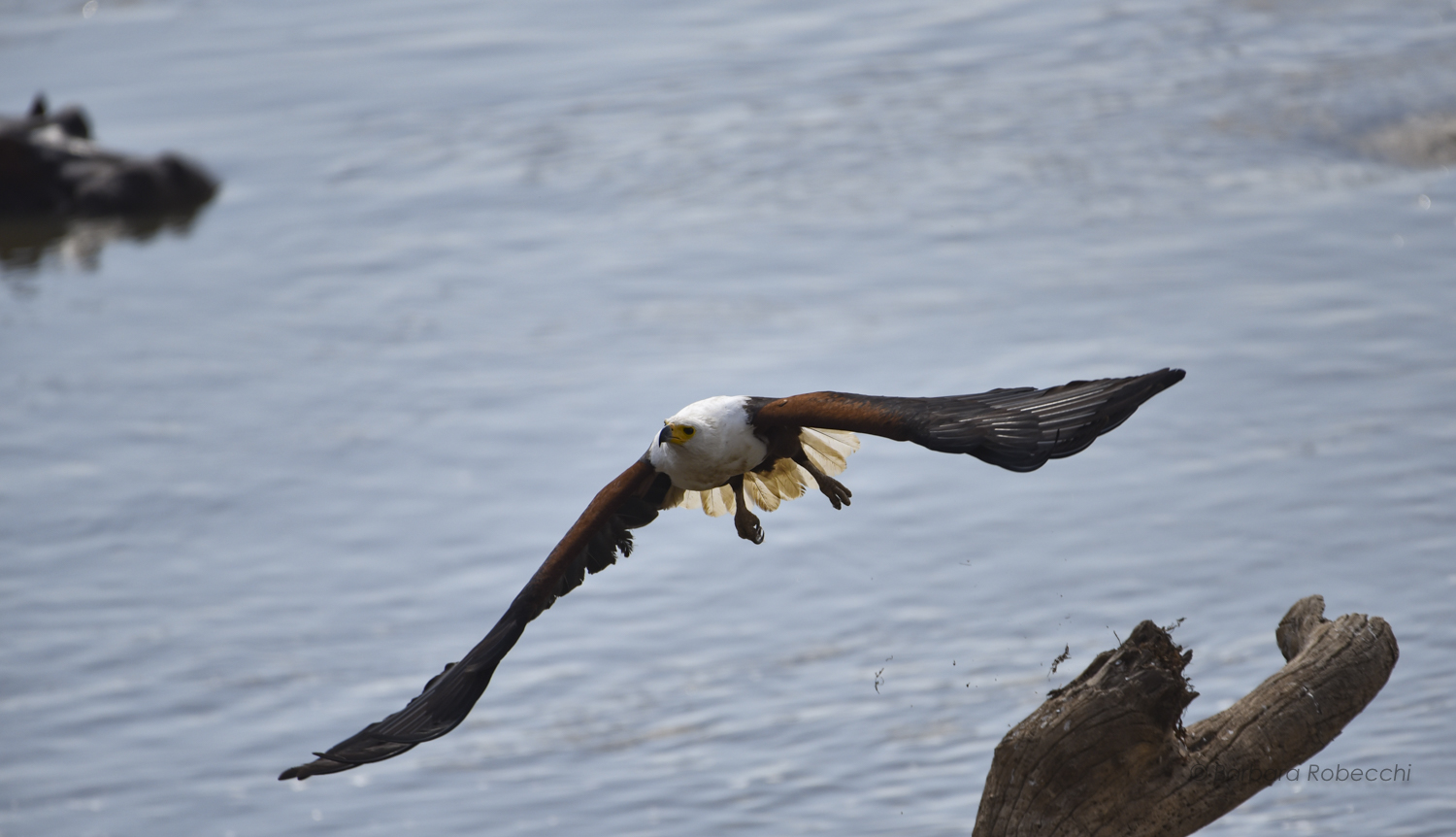 African Fish Eagle