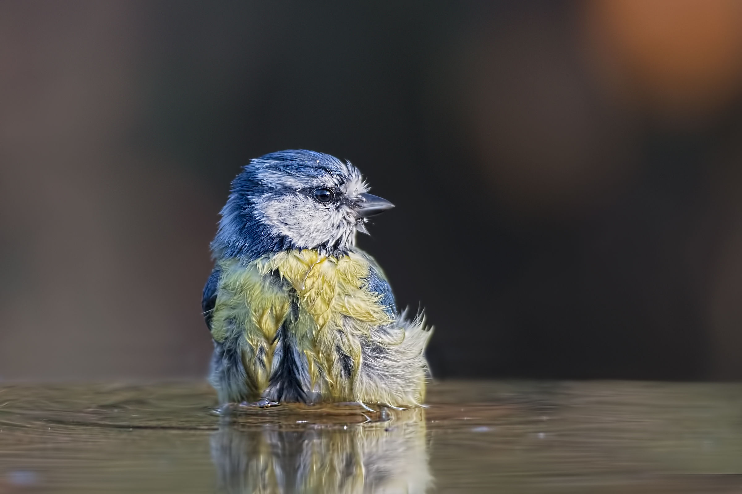 Wet Cinciarella (Parus caeruleus)