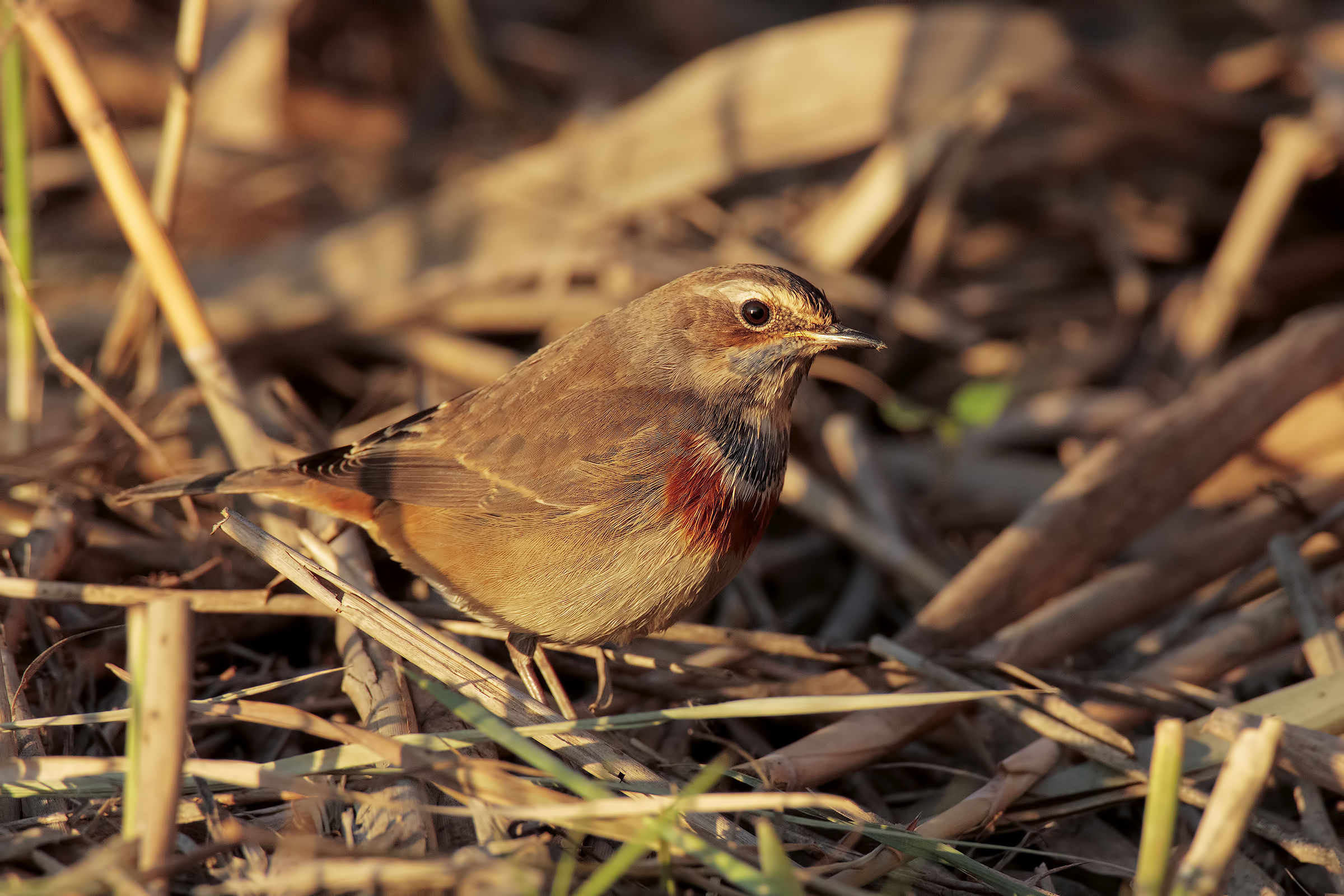 Pettazzurro...tramonto pieno4
