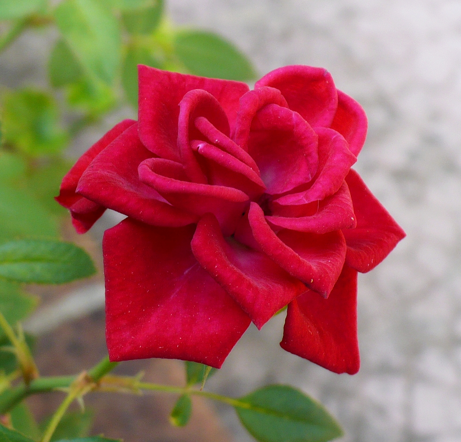 Profumo di rosa.Petalo per petalo