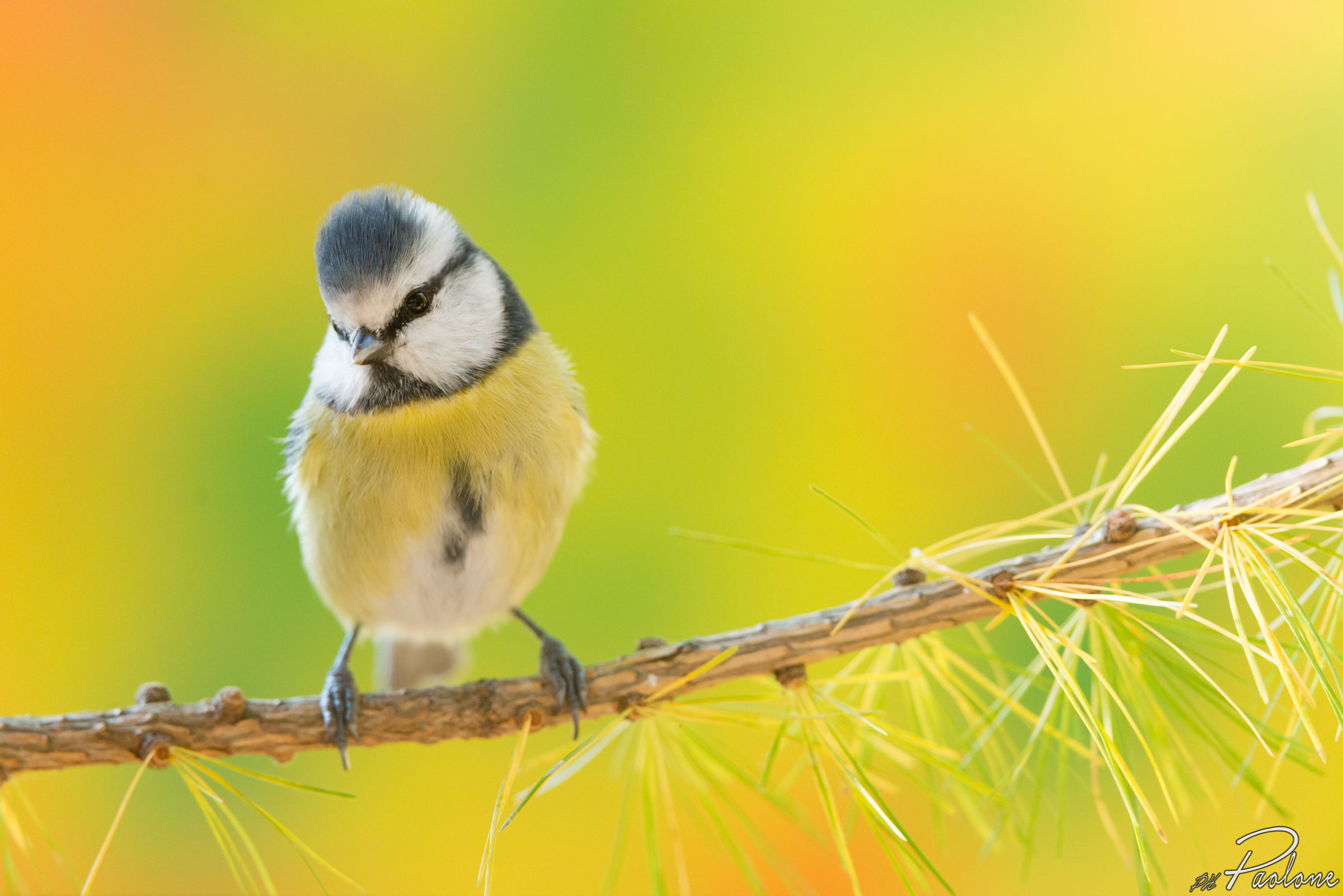 Cinnamon, Vanity and Autumn