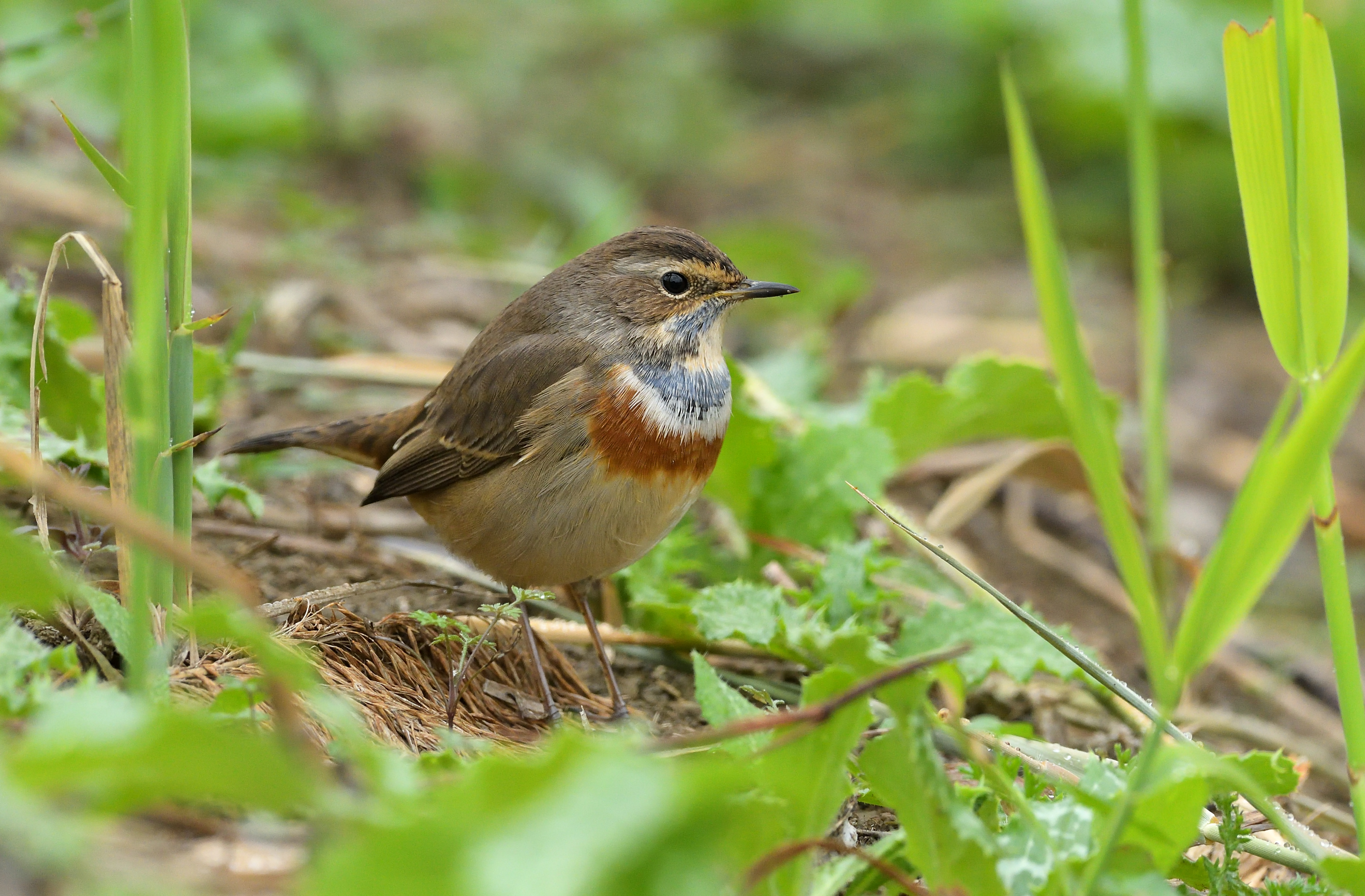 Bluethroat