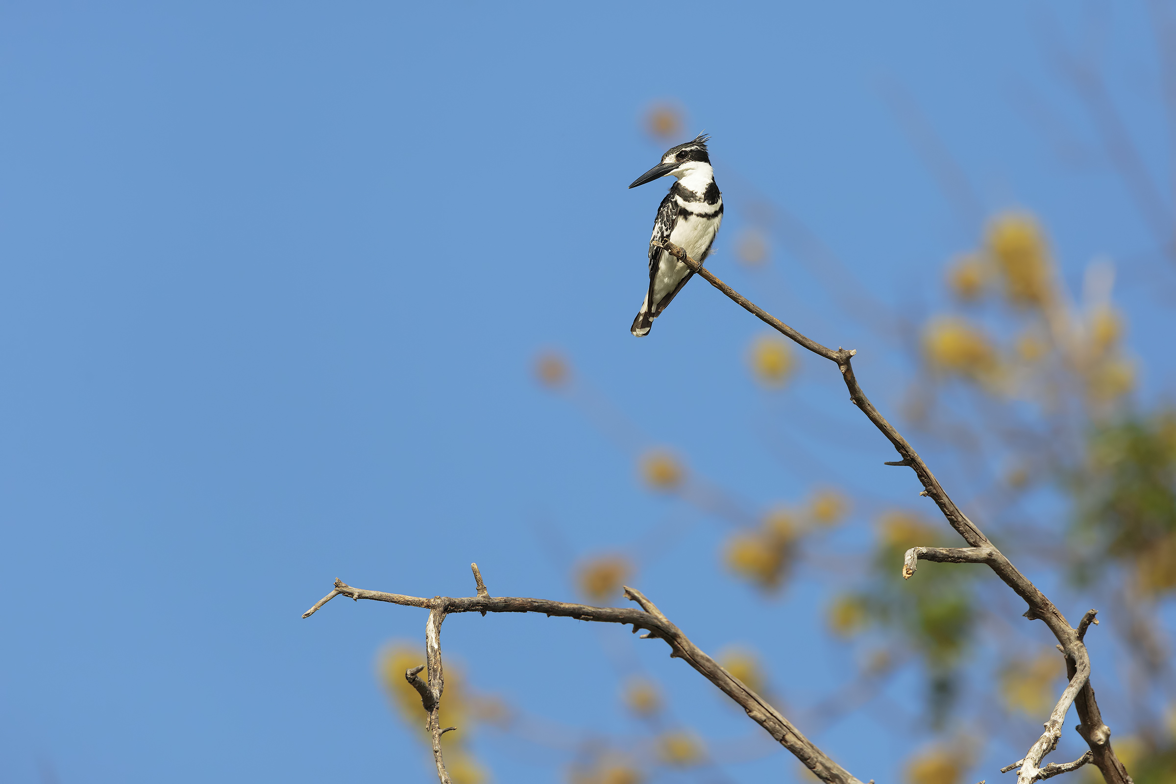 Nel blu dipinto di giallo