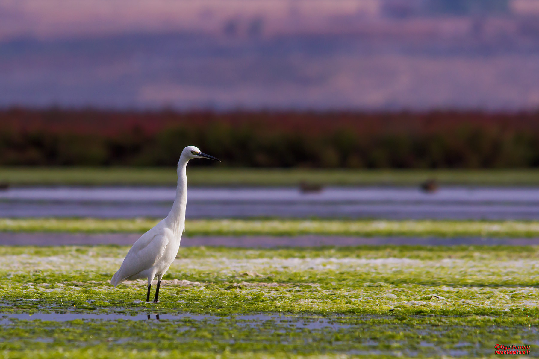 L'eleganza in palude !