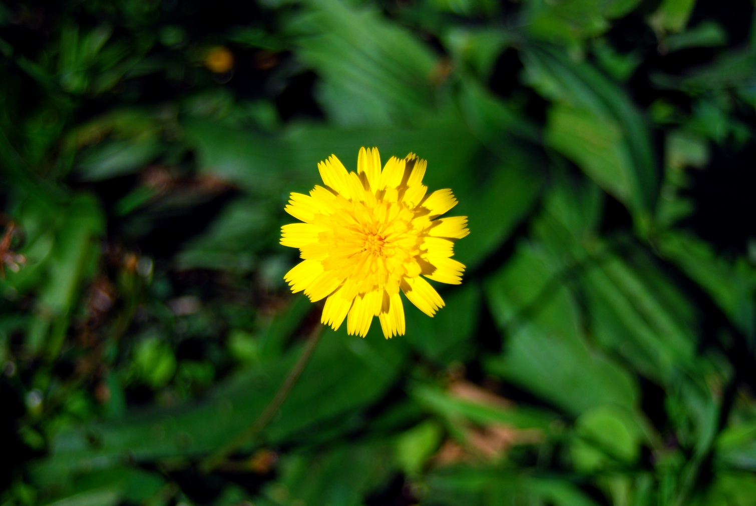 Field Flower