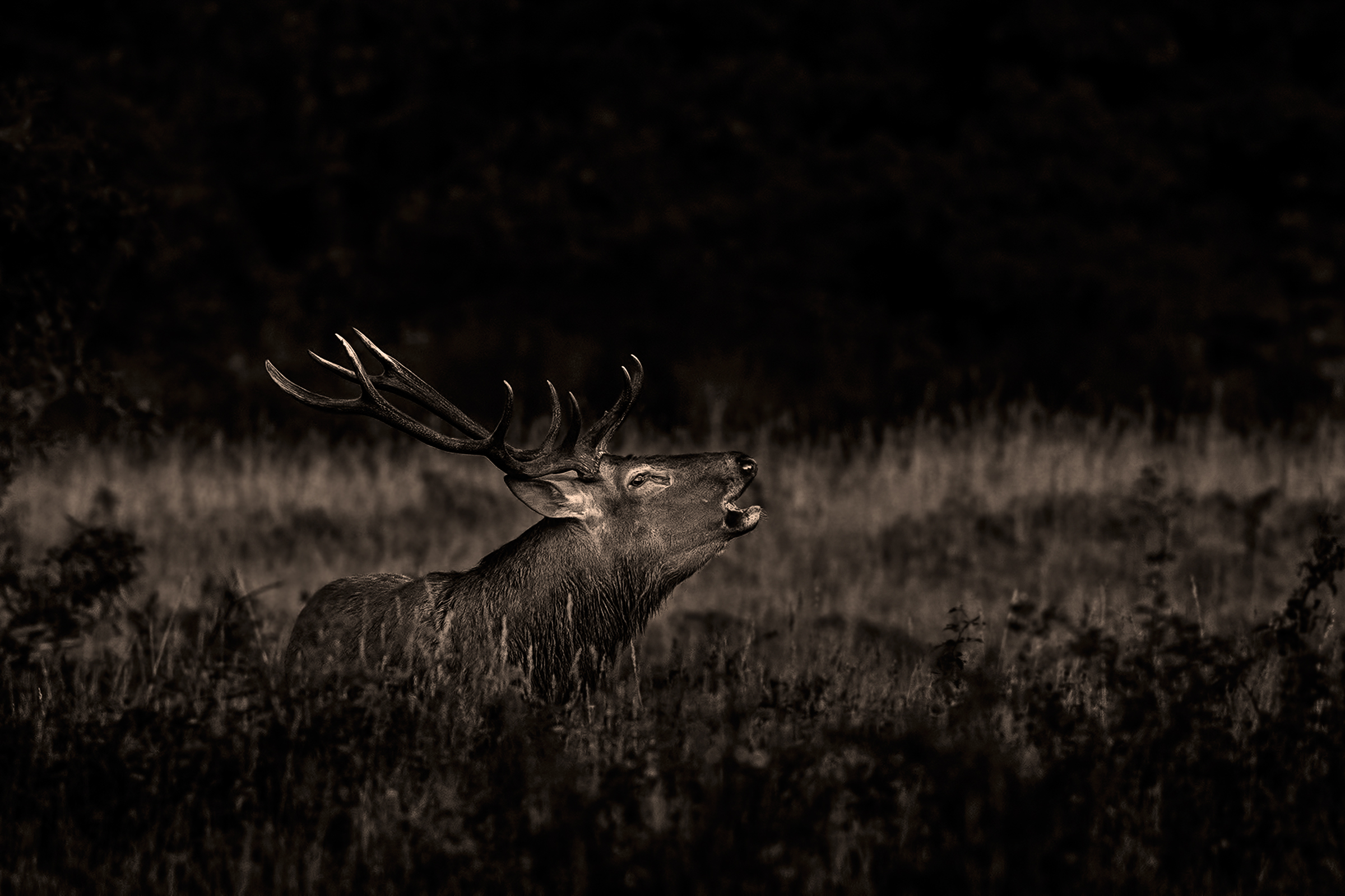 Bramito nella notte ...