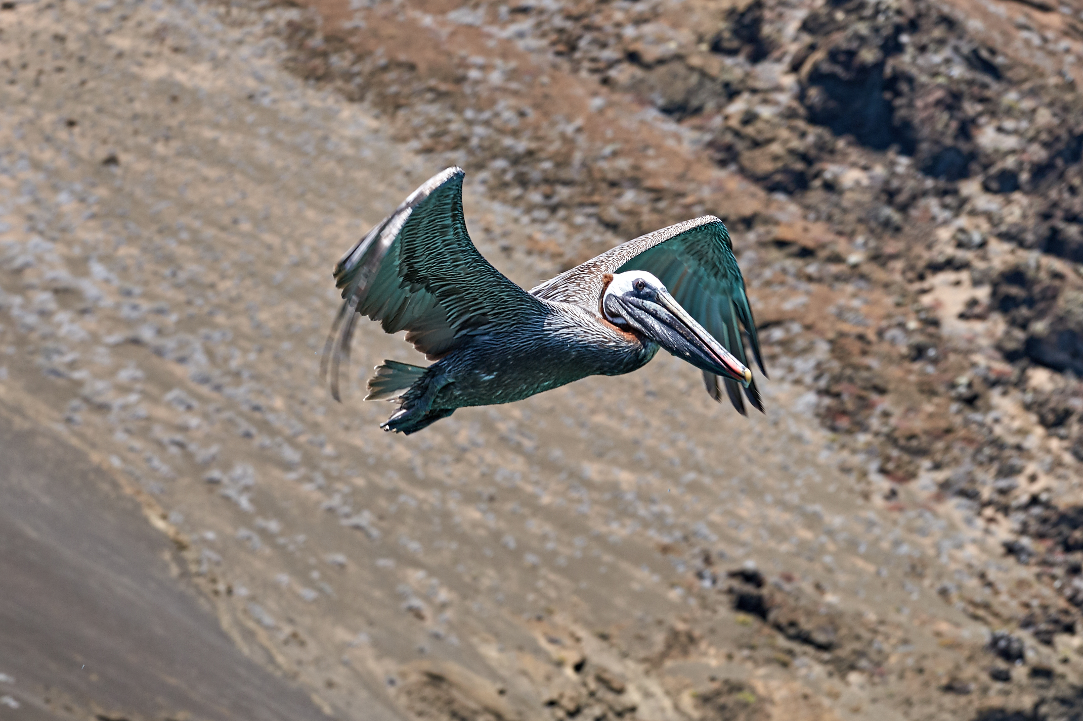 Pellicano delle Galapagos