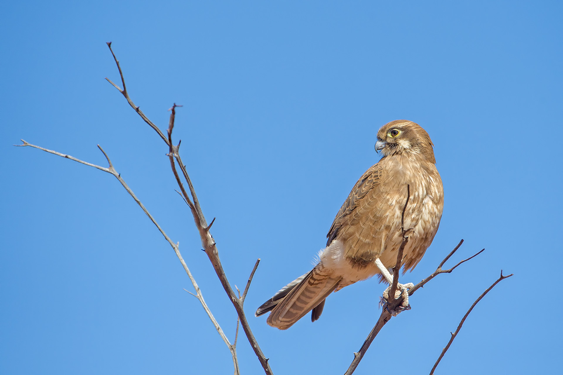 Falco berigora (Falco bruno)