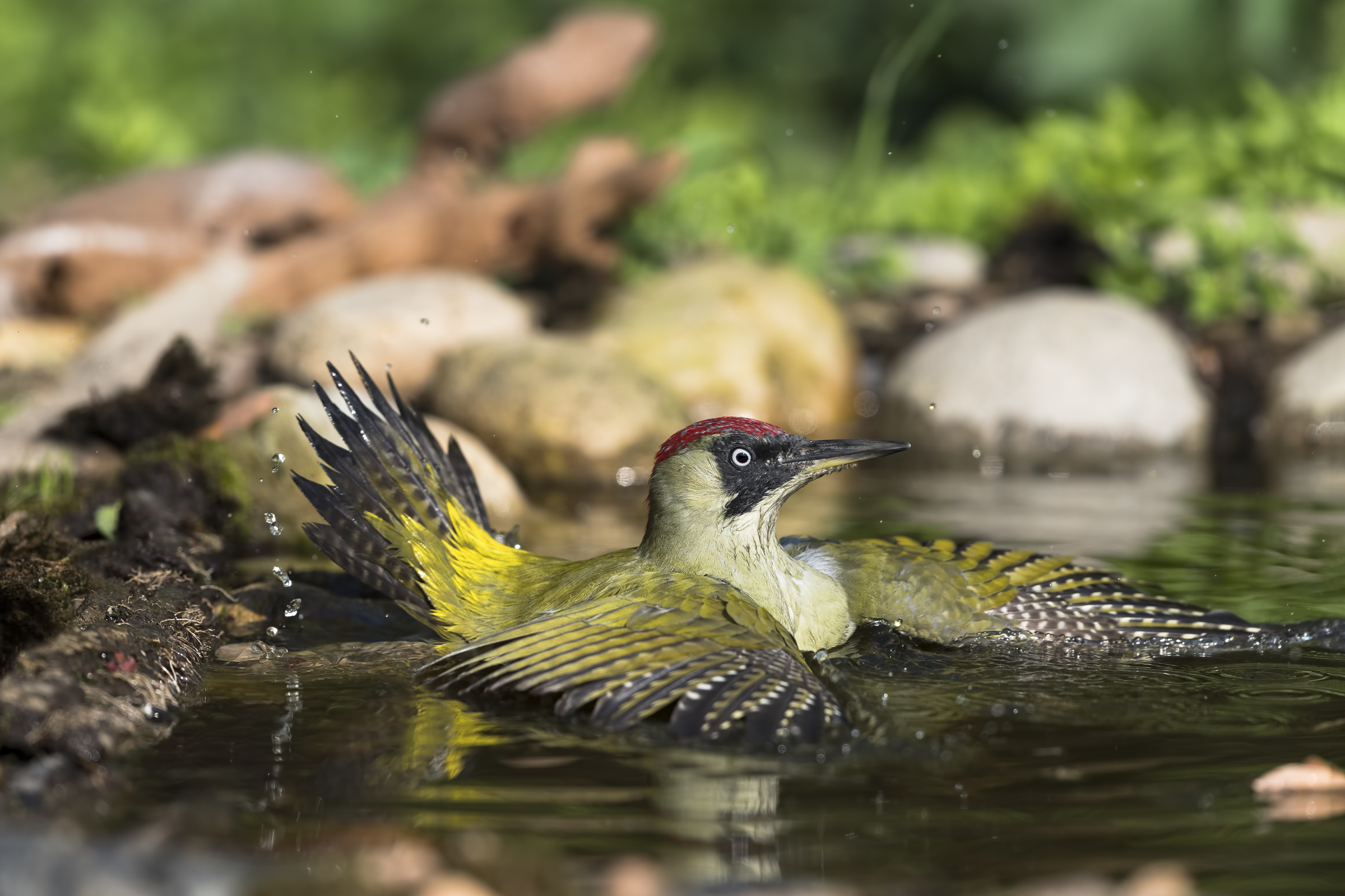 Picchio verde nel bagnetto
