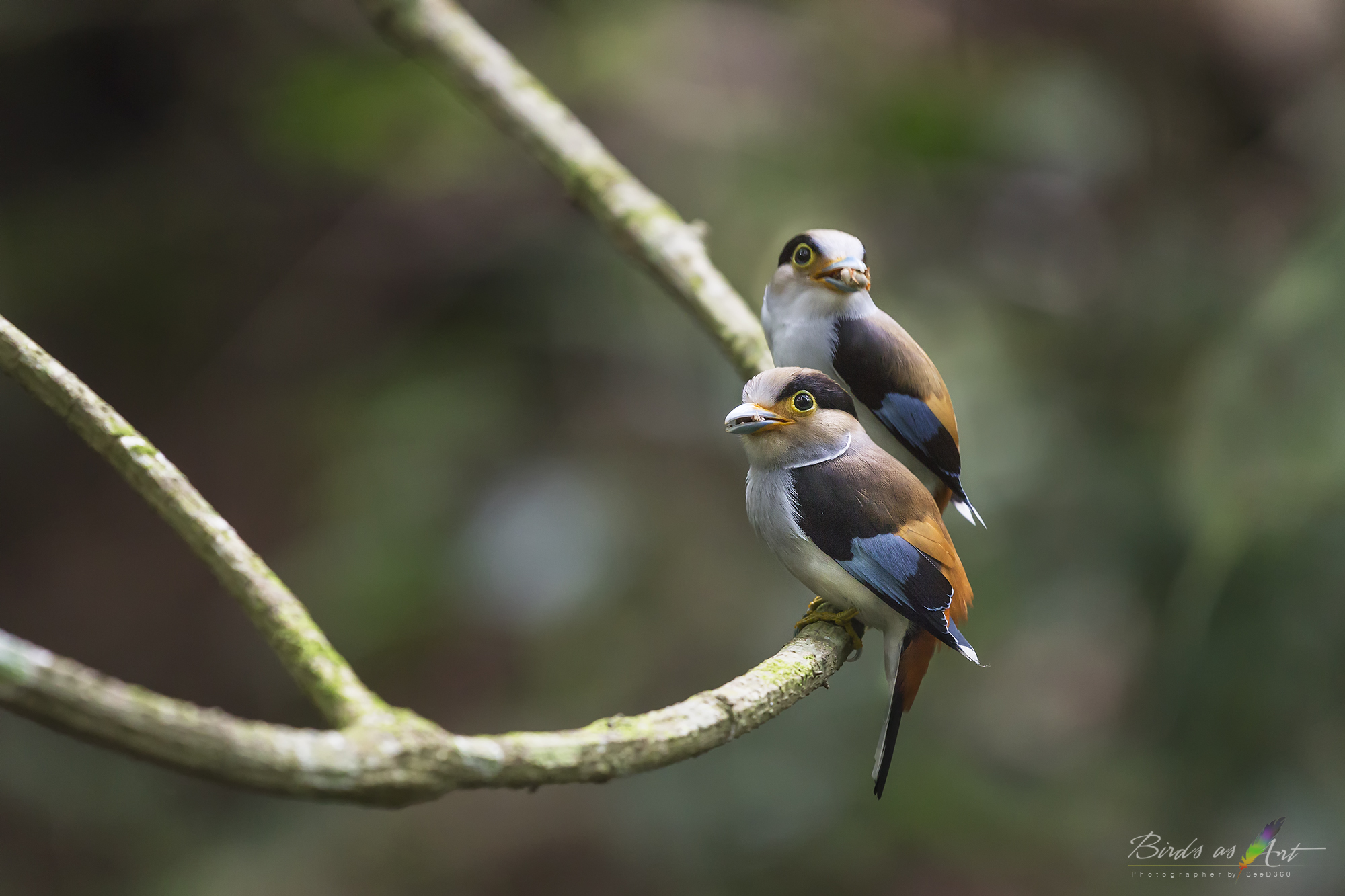 Silver-breasted Broabill