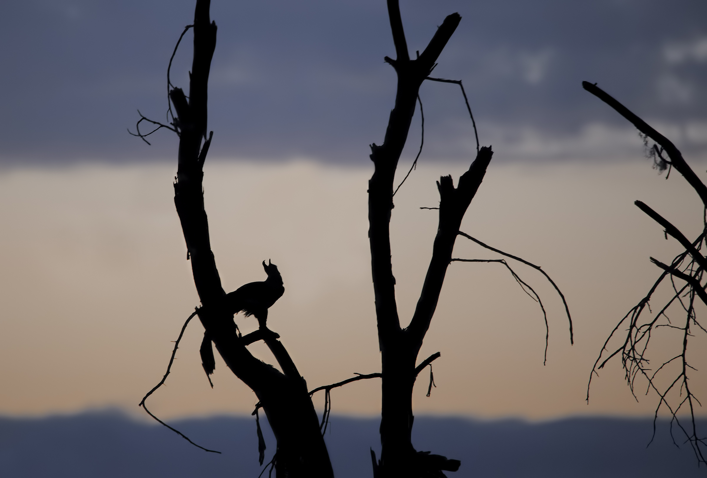 The cry of the Eagle