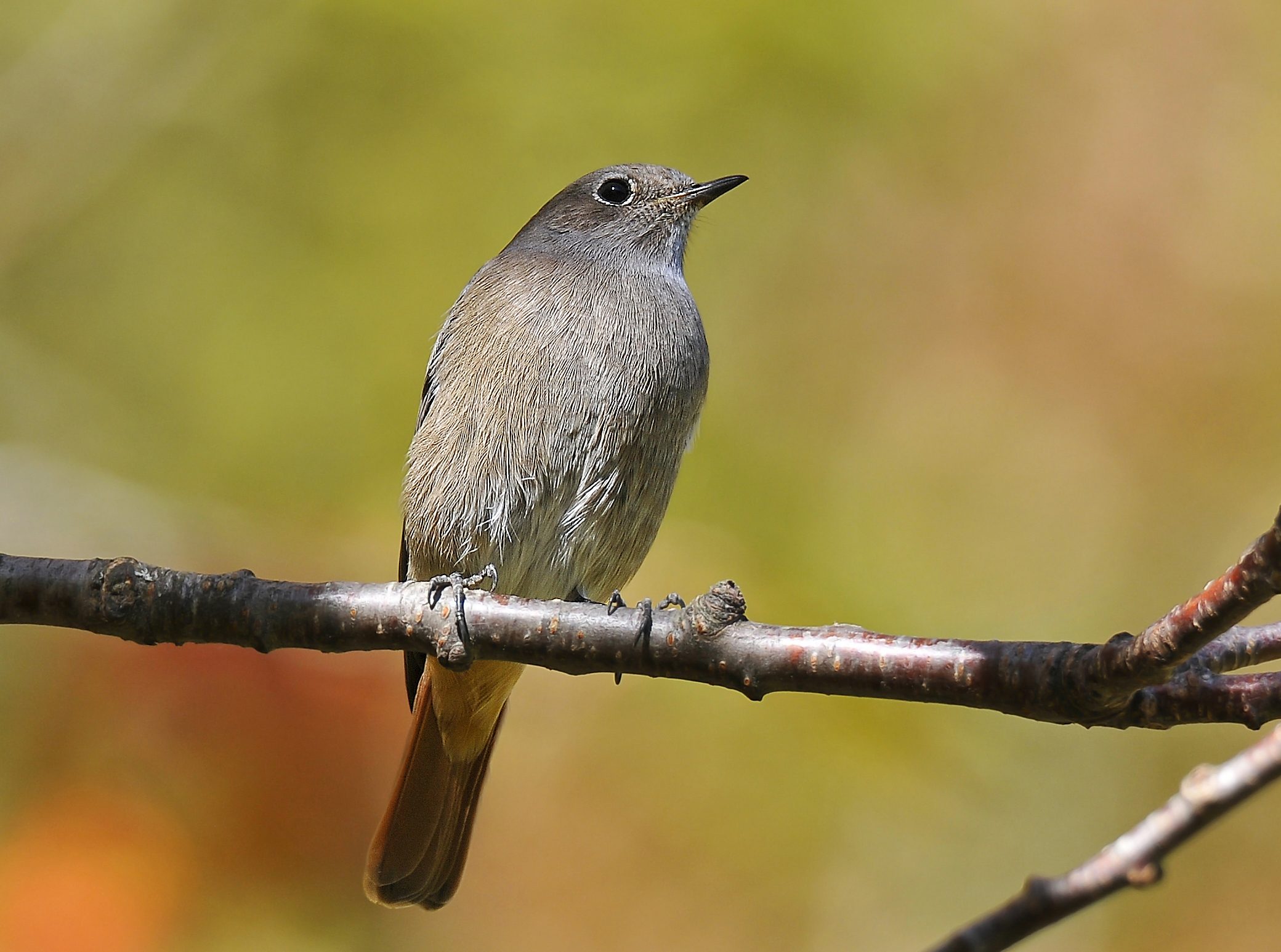 Codirosso spazzacamino (Black redstart)
