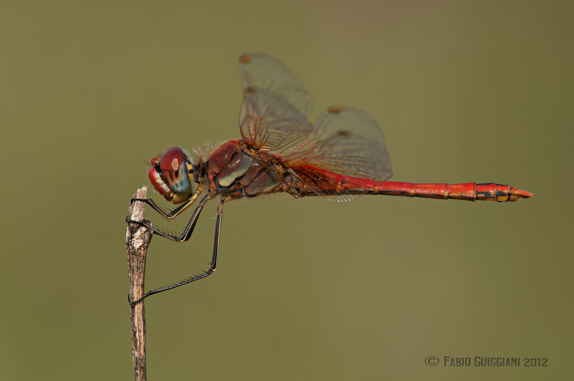 Sympetrum fonscolombii