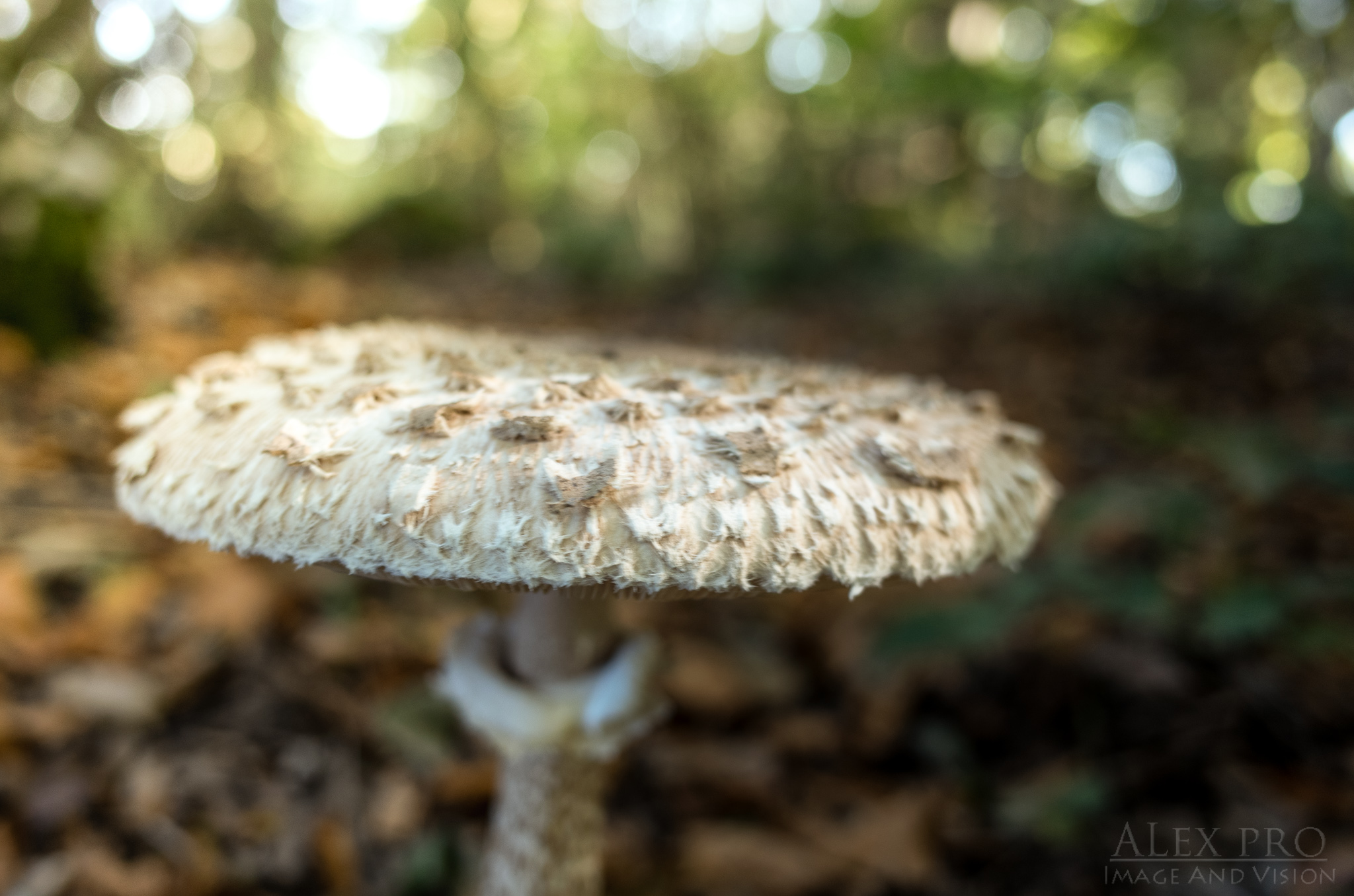 Macrolepiota procera