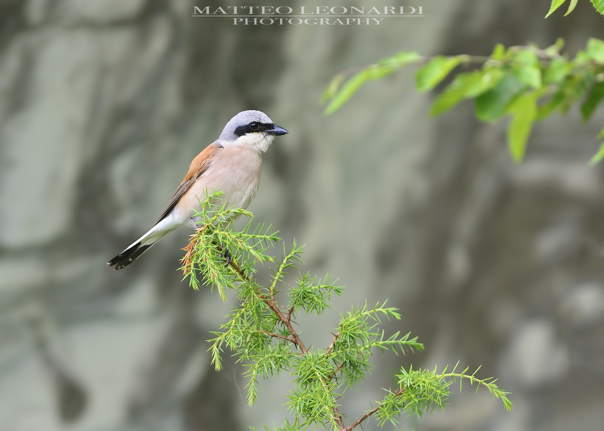 Averla Small - Male - Apuan Alps