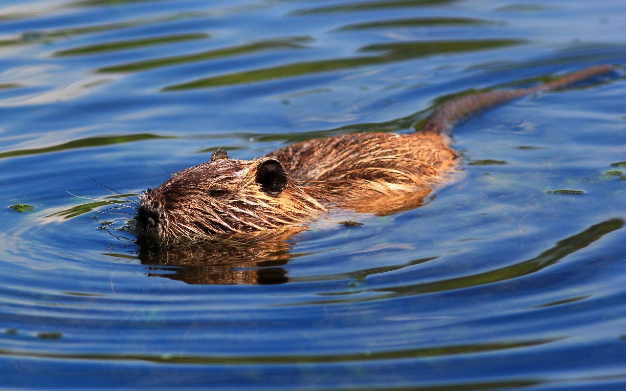 Nutria 08