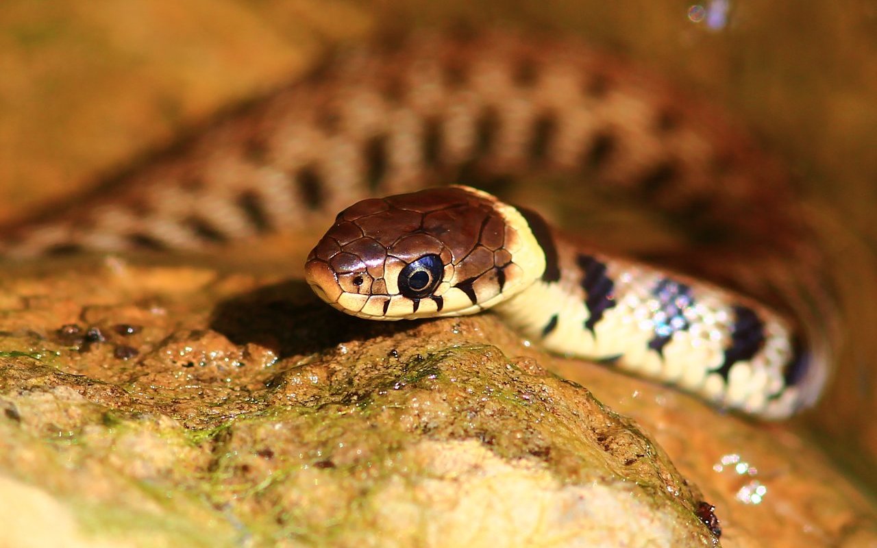 Grass snake