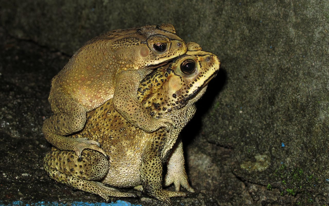 Toads Indonesian - coupling