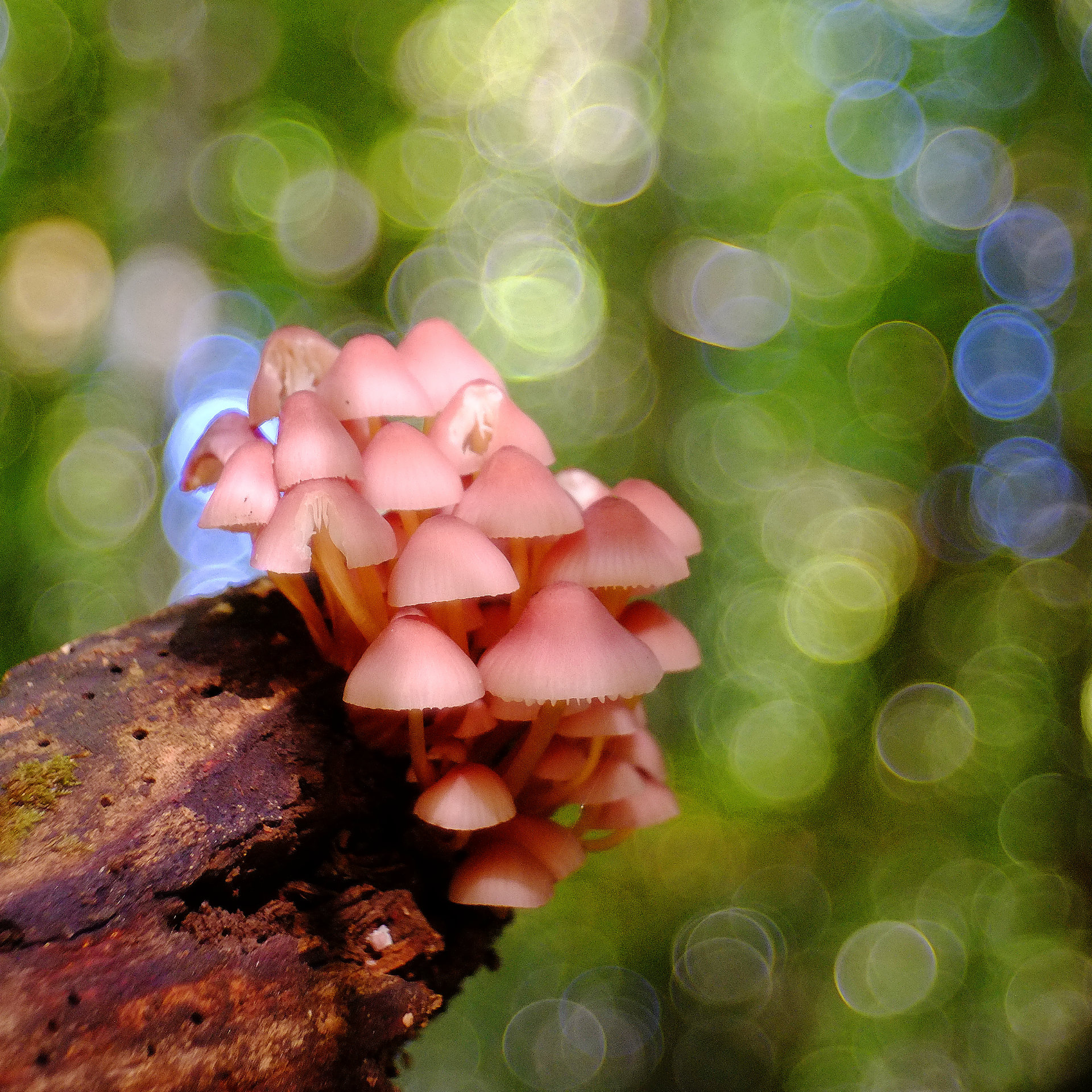 Mushrooms bubbles (nti) :-)