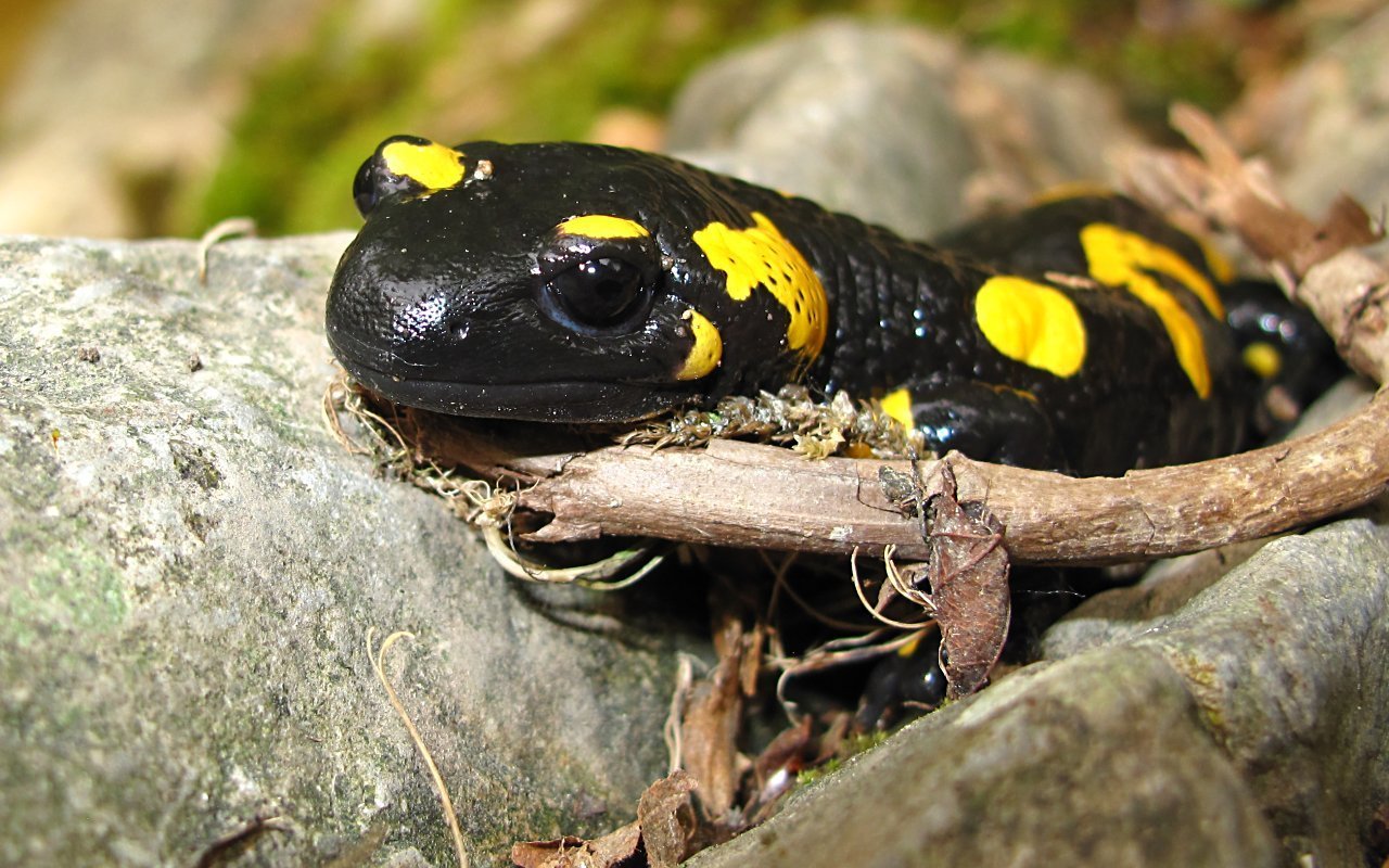 Salamandra