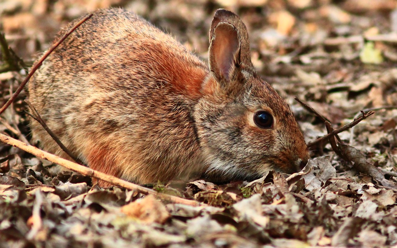 Coniglio selvatico 8