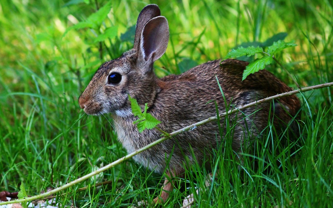 Coniglio selvatico 12