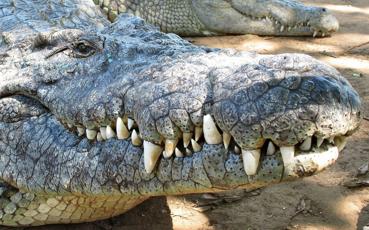 Crocodiles in South Africa 11