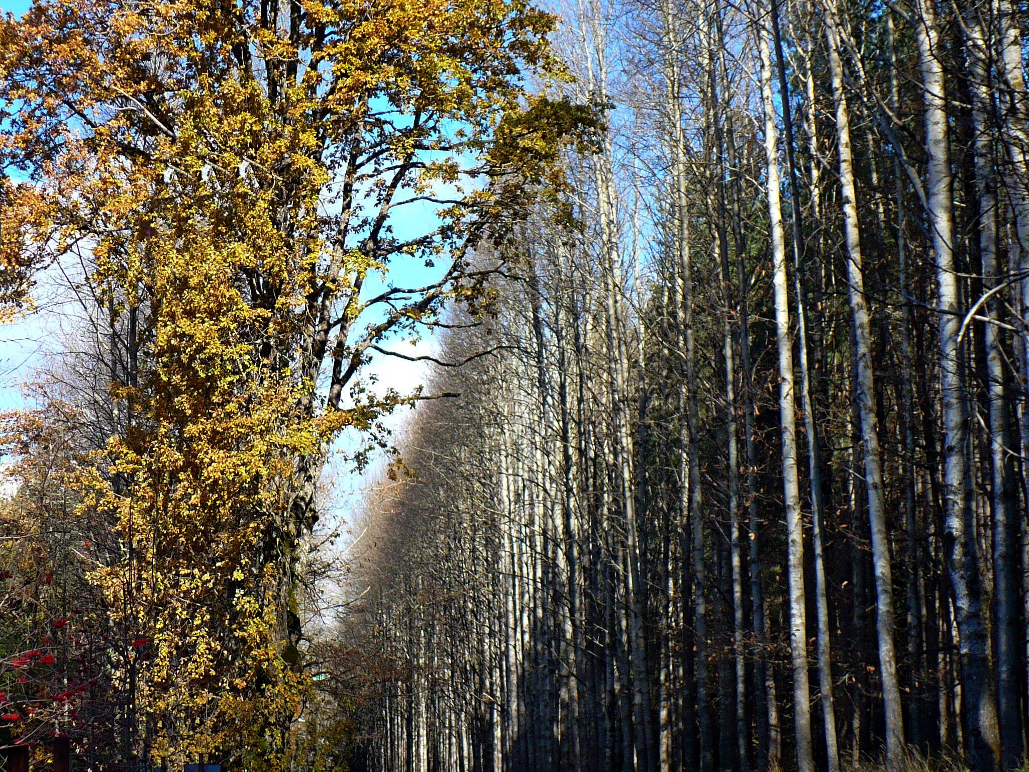 Autunno in aspromonte