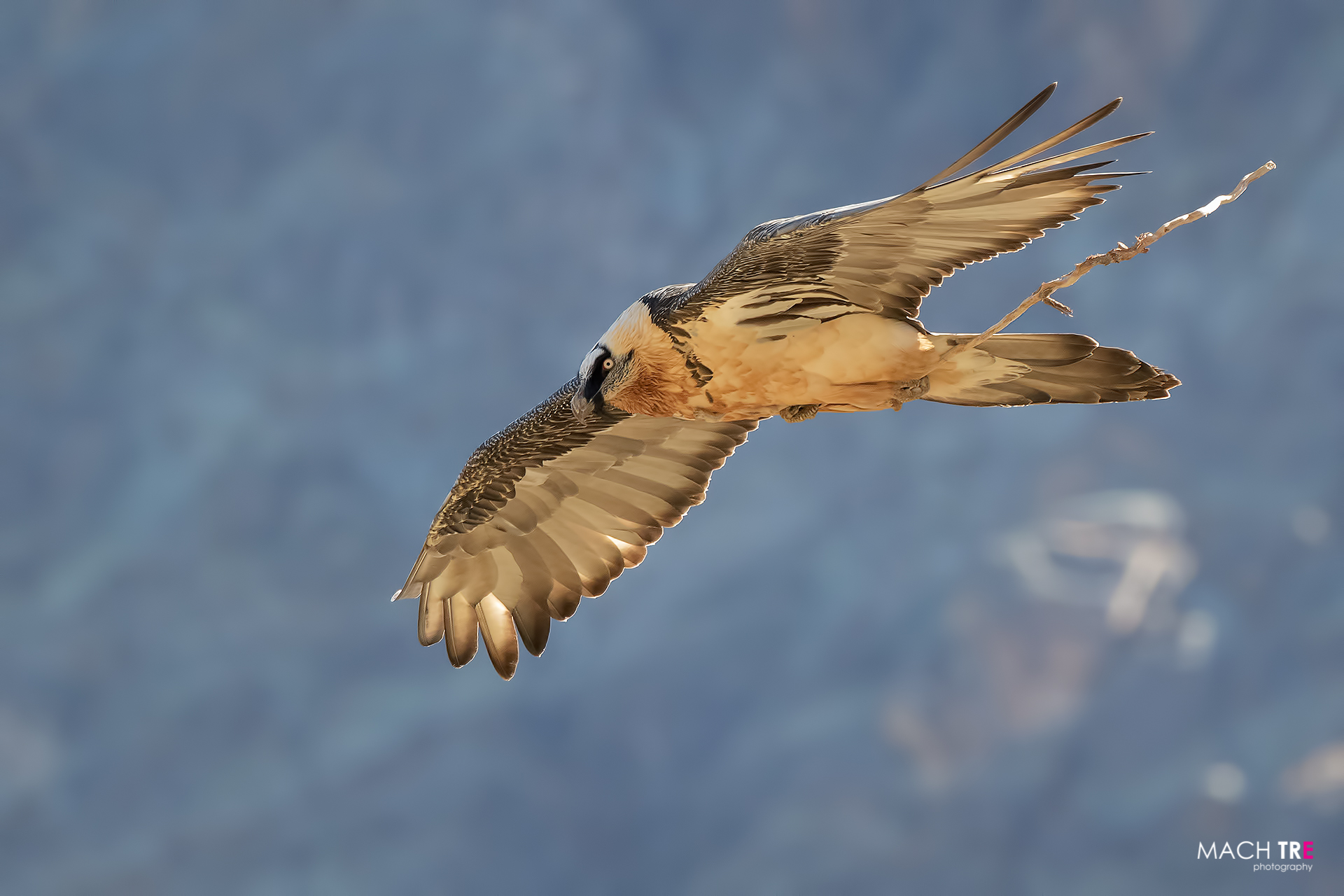 Gipeto (Gypaetus barbatus)