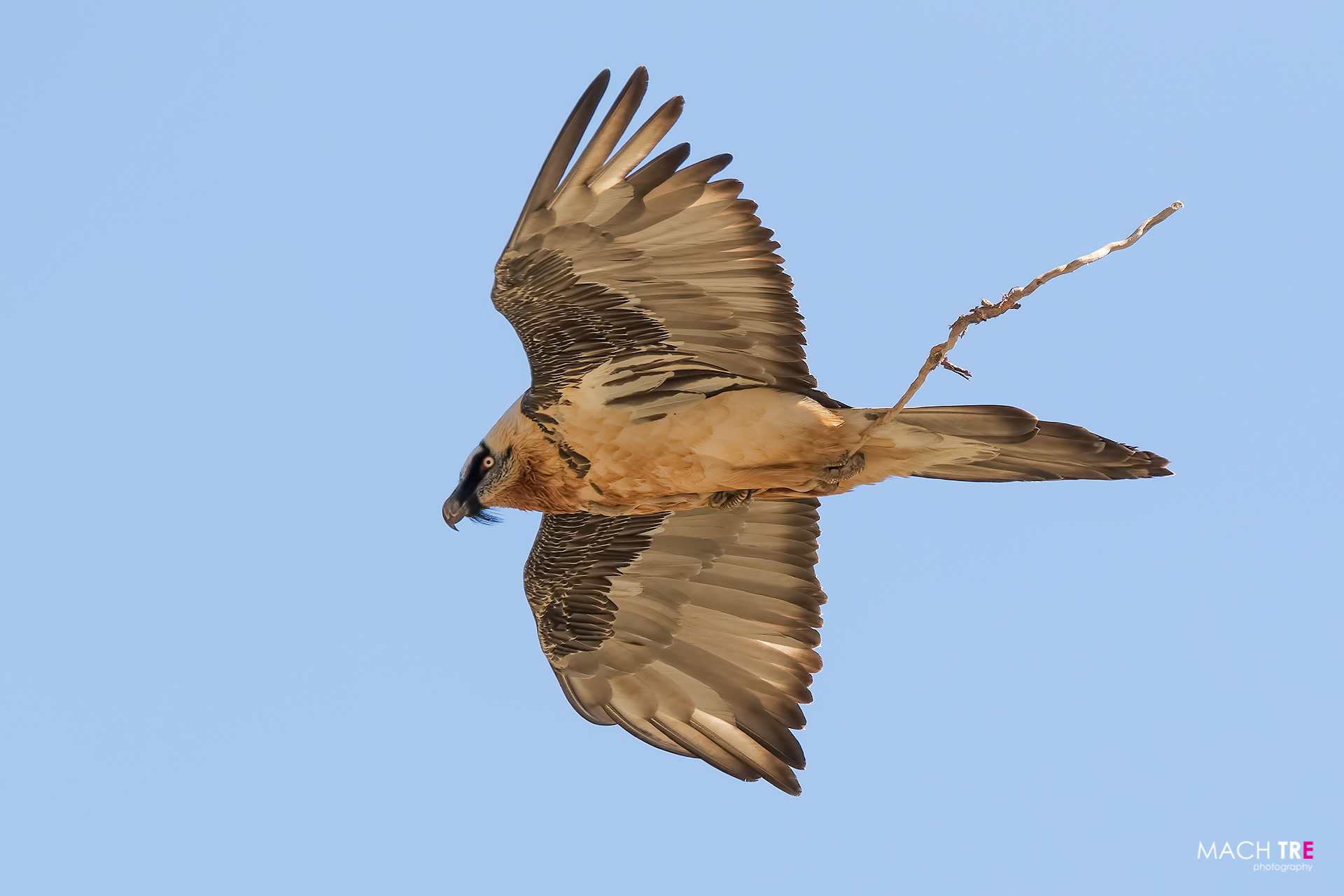 Gipeto (Gypaetus barbatus)