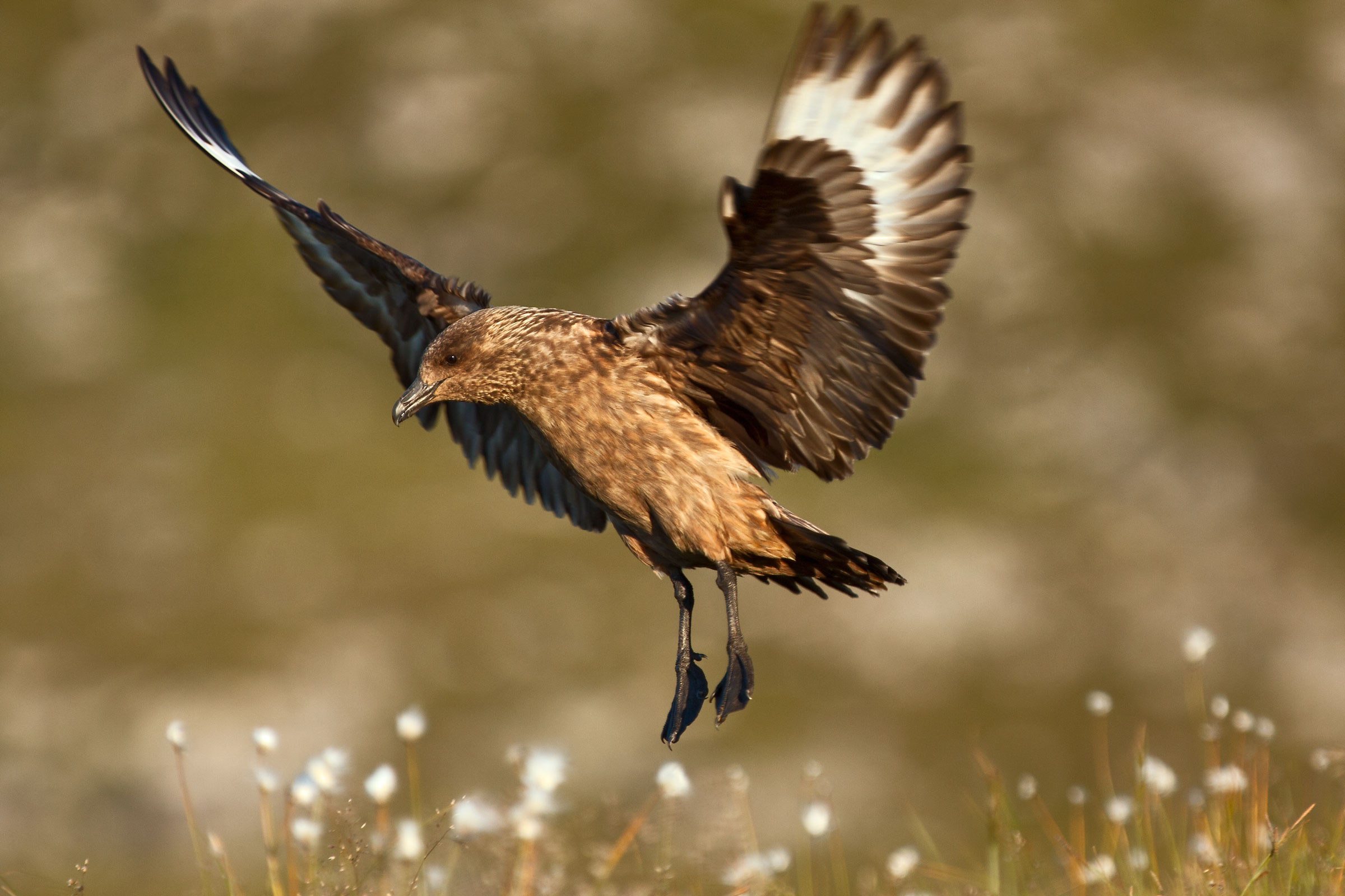 Stercorario maggiore