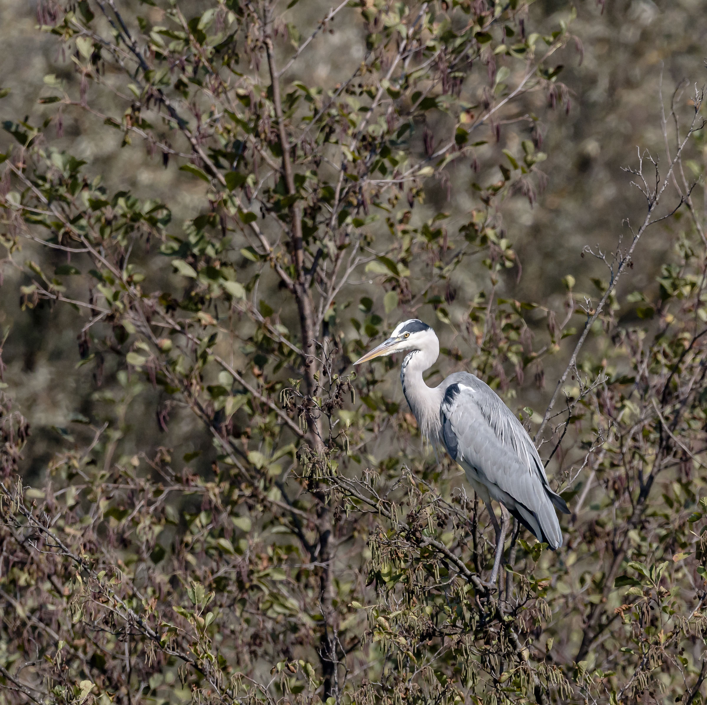 Grass heron