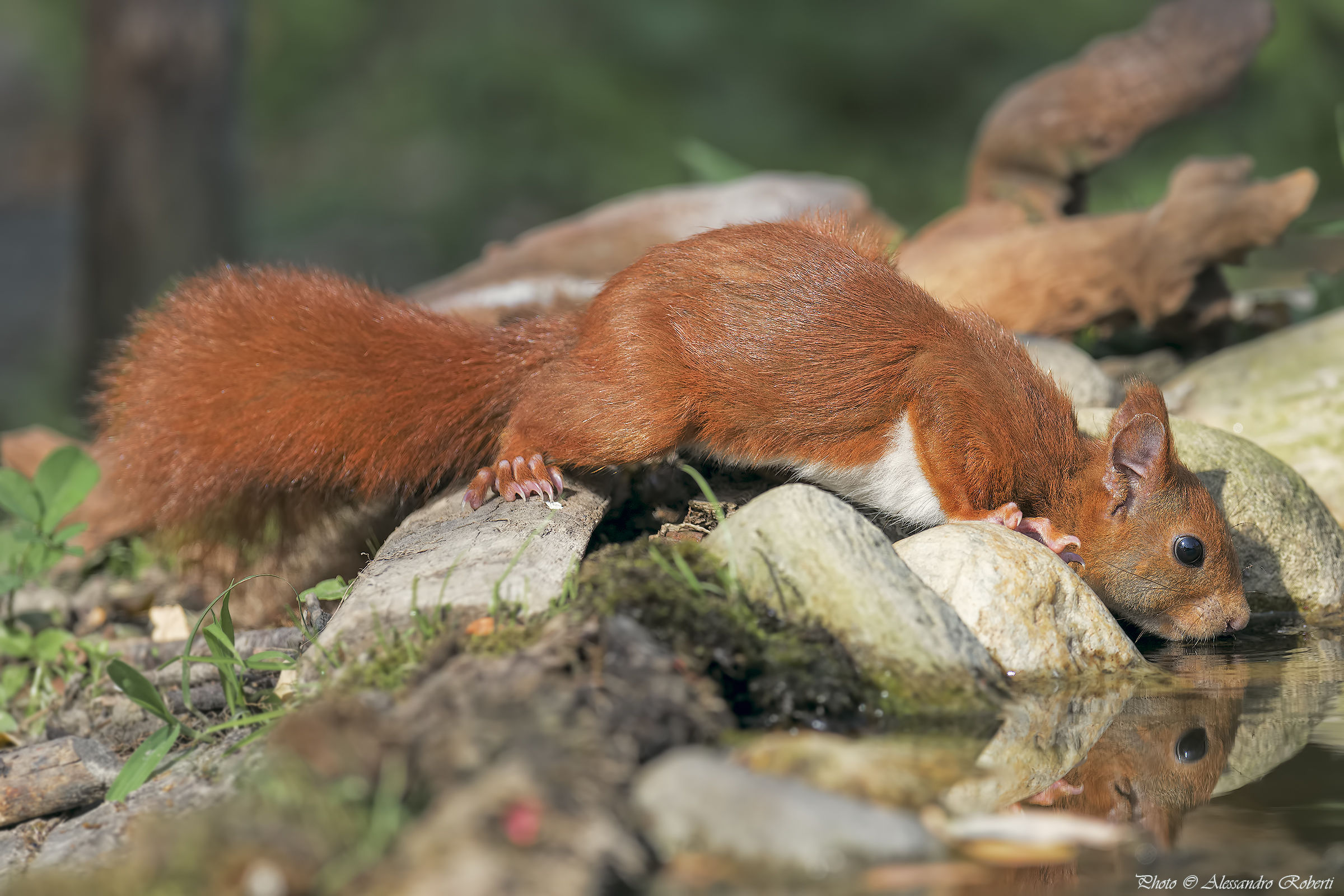 Red squirrel