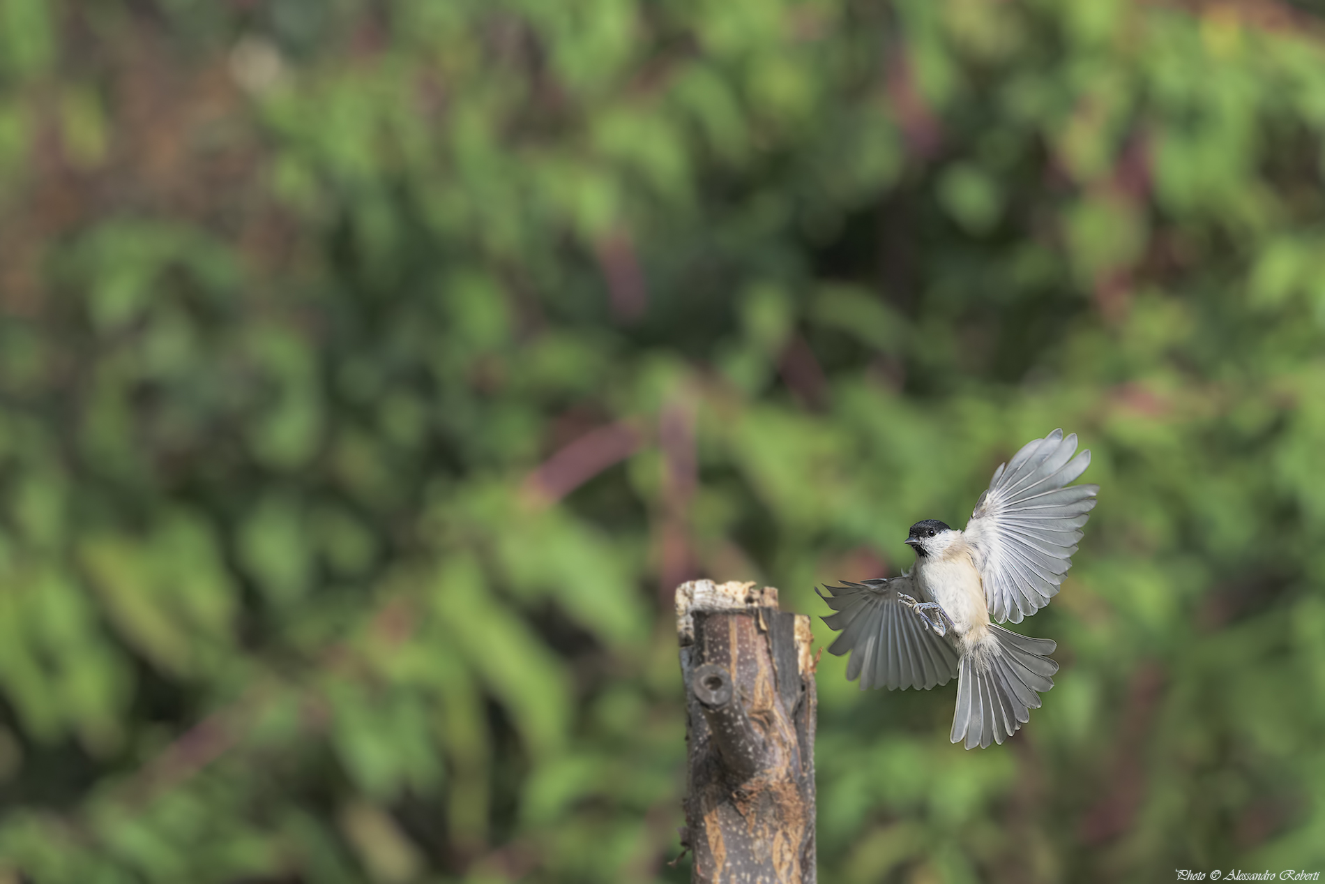 Cunt flying in flight