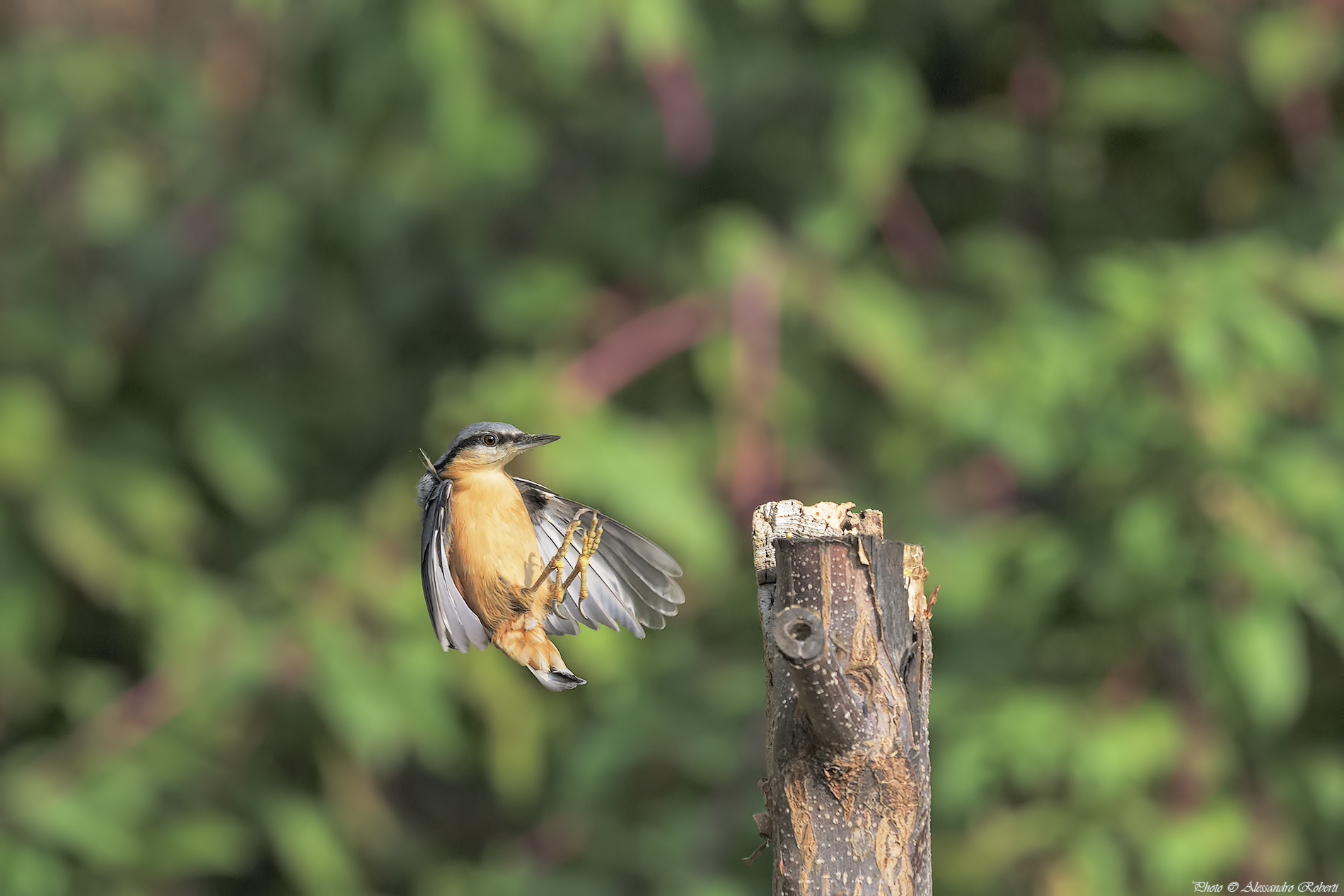 Picchio muratore in volo