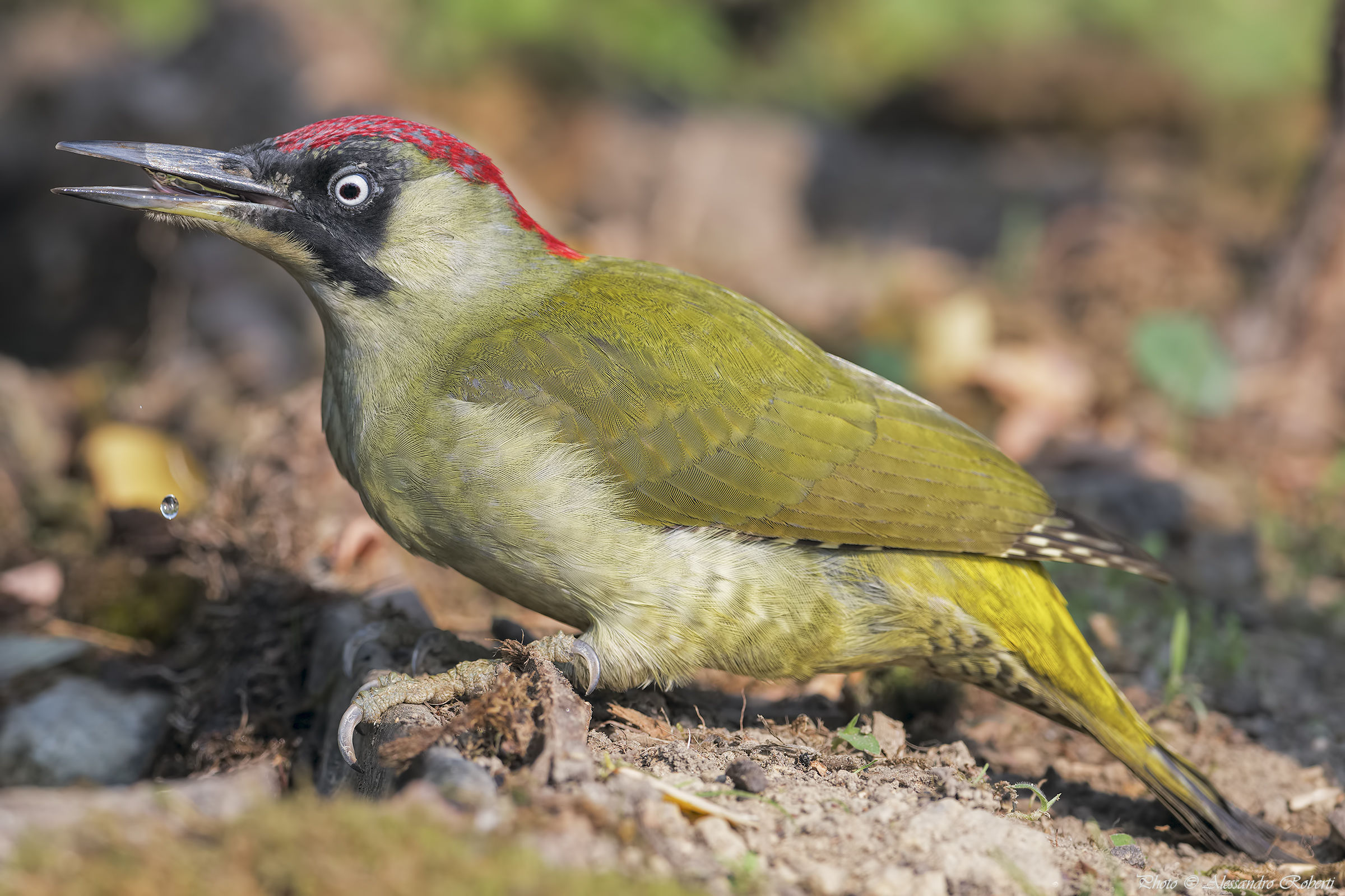 Green Woodpecker