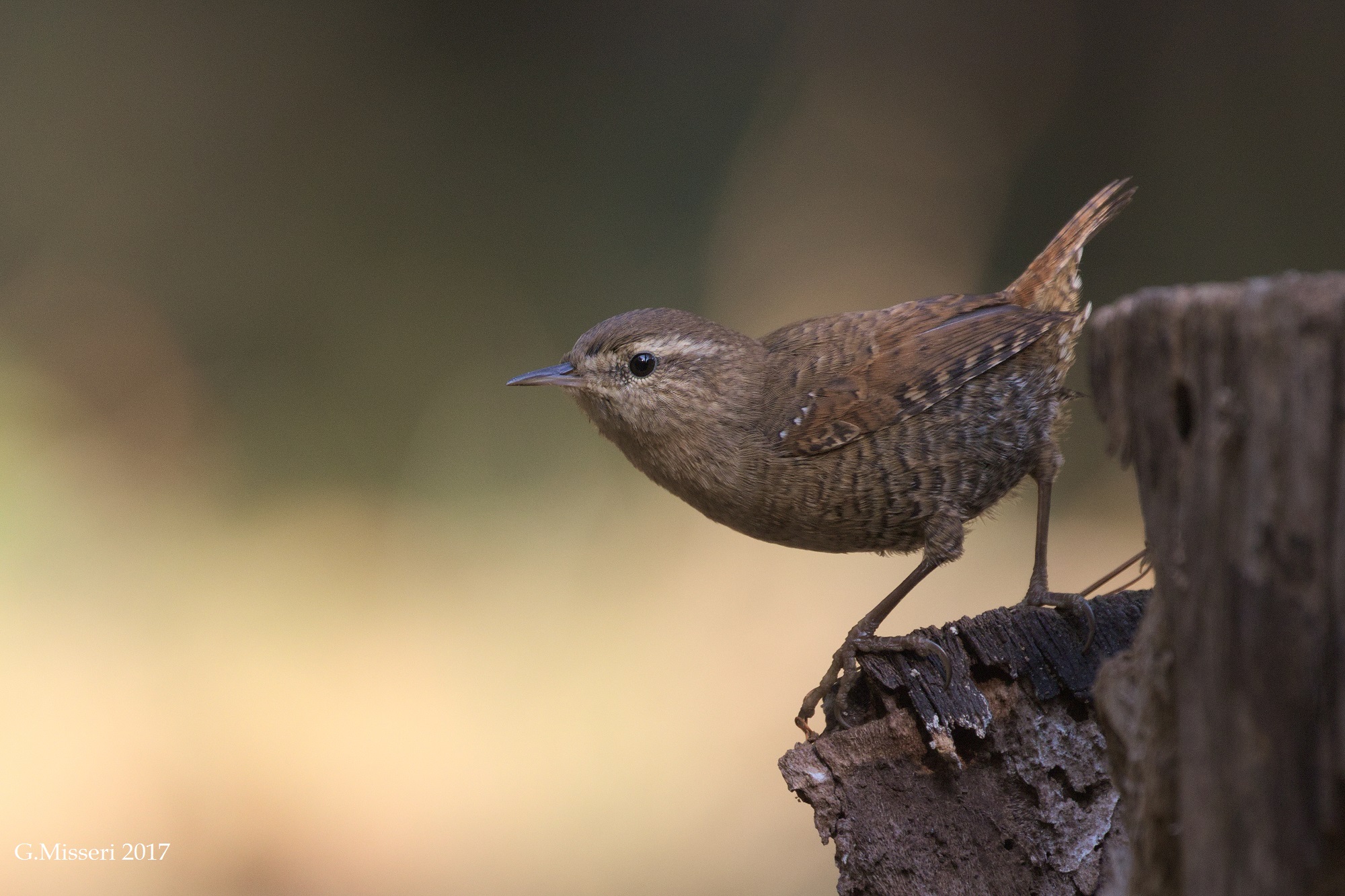 Wren