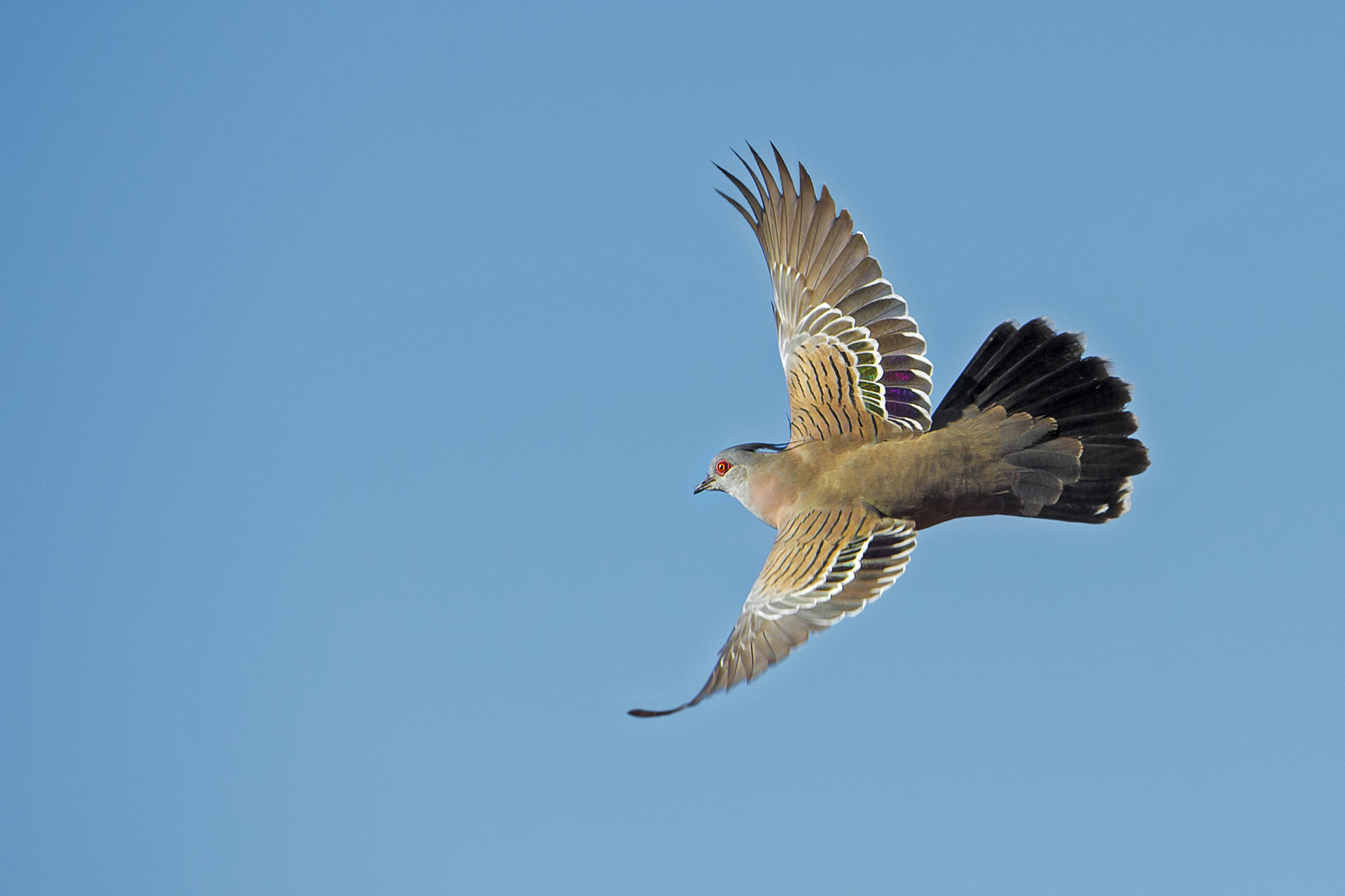 Ocyphaps lophotes (Piccione crestato)